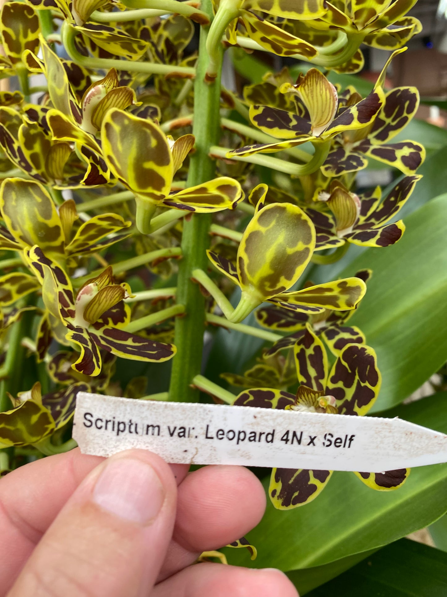 Gram. Scriptum Leopard 4N Monster Gram(Not currently in spike or bloom)