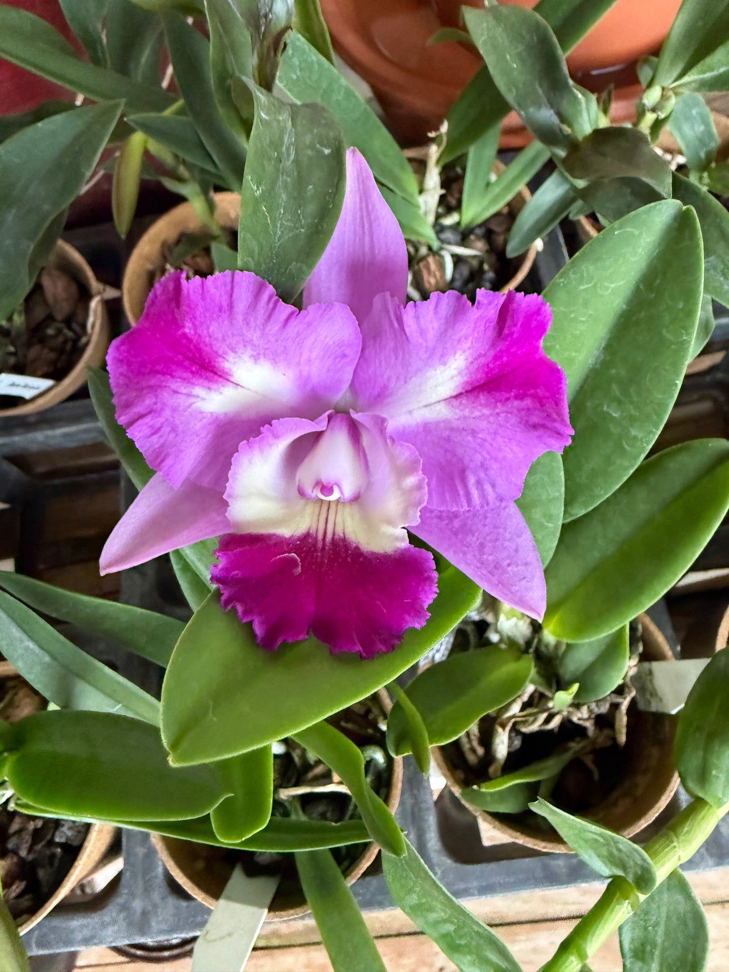 C. Mari's Love 'Taka'