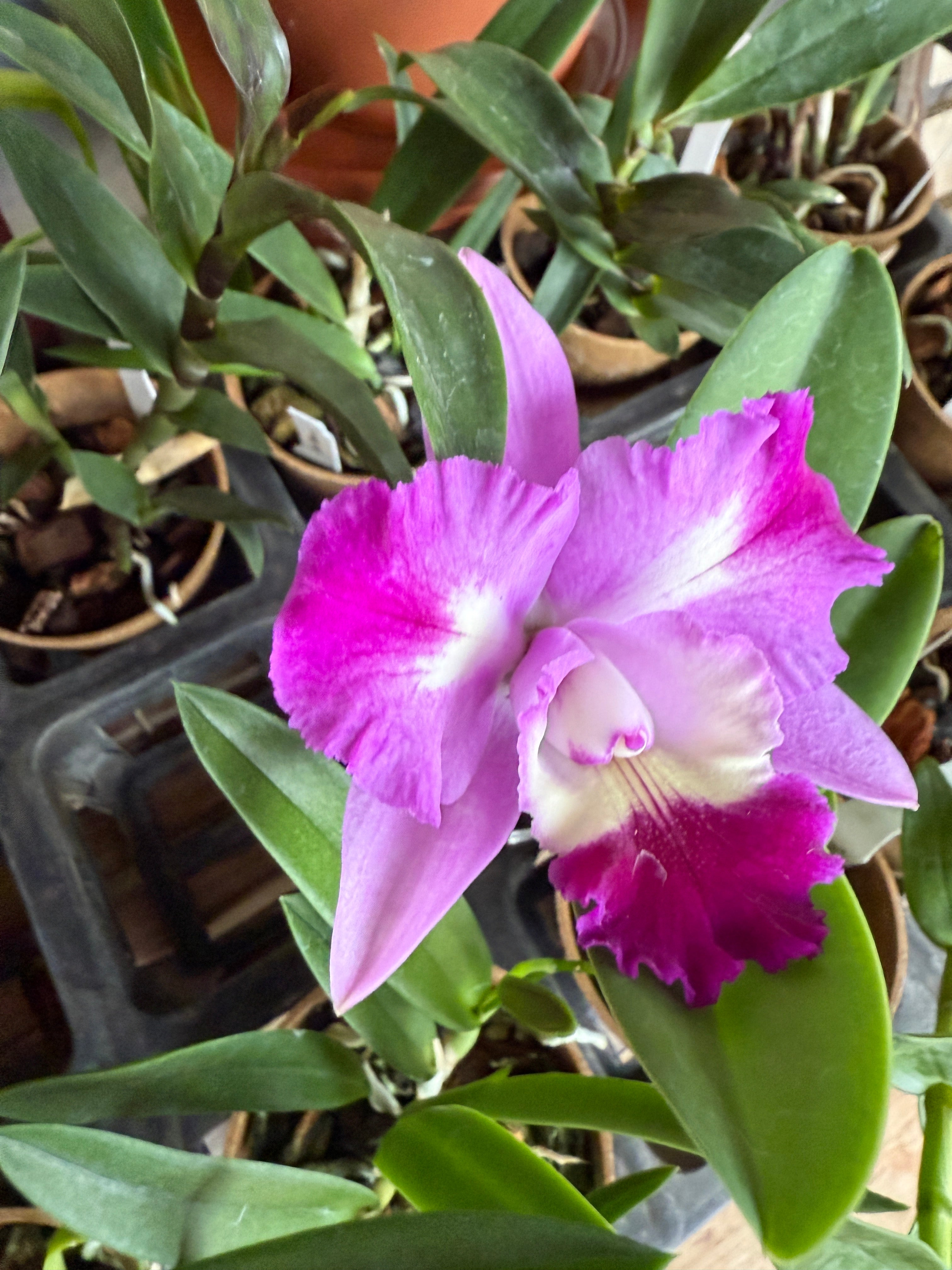 C. Mari's Love 'Taka' – Orchid Alley