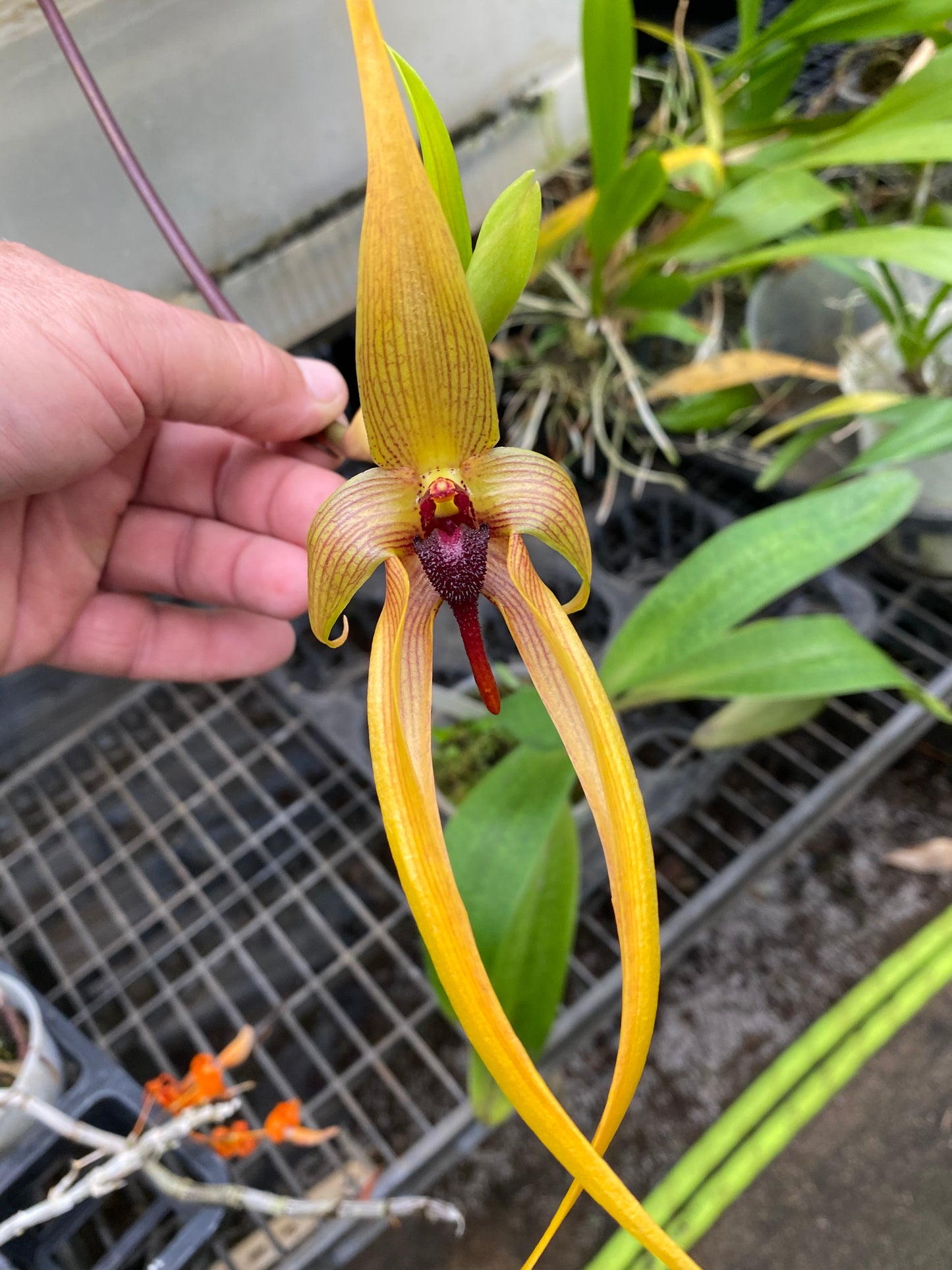 Bulbophyllum Echinolabium x 'X'