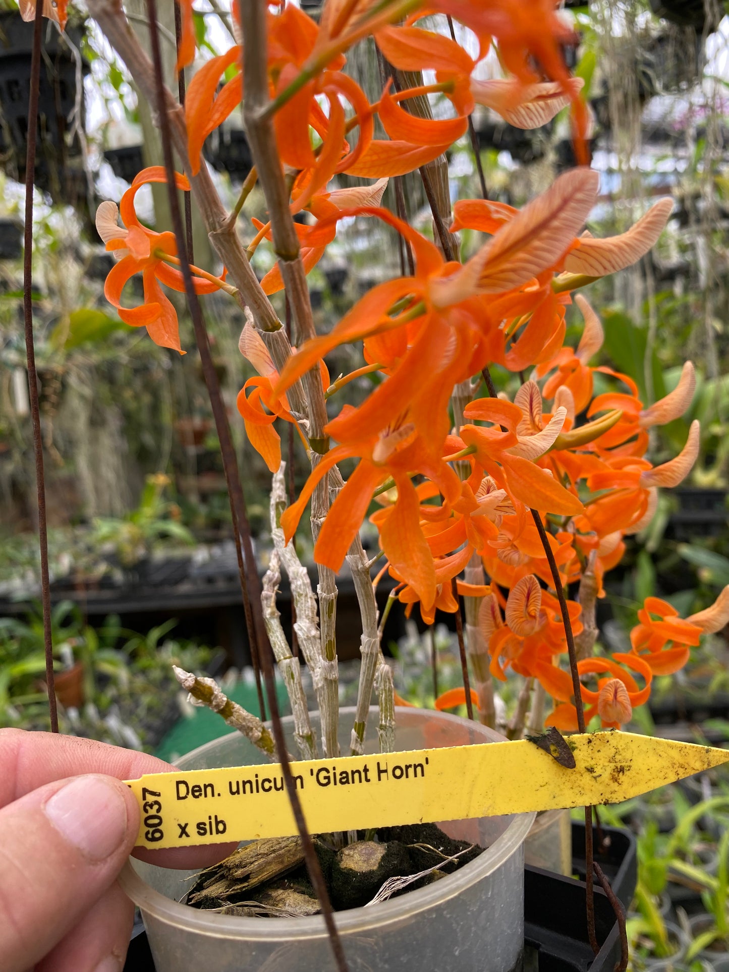 Den. unicum 'Giant Horn'