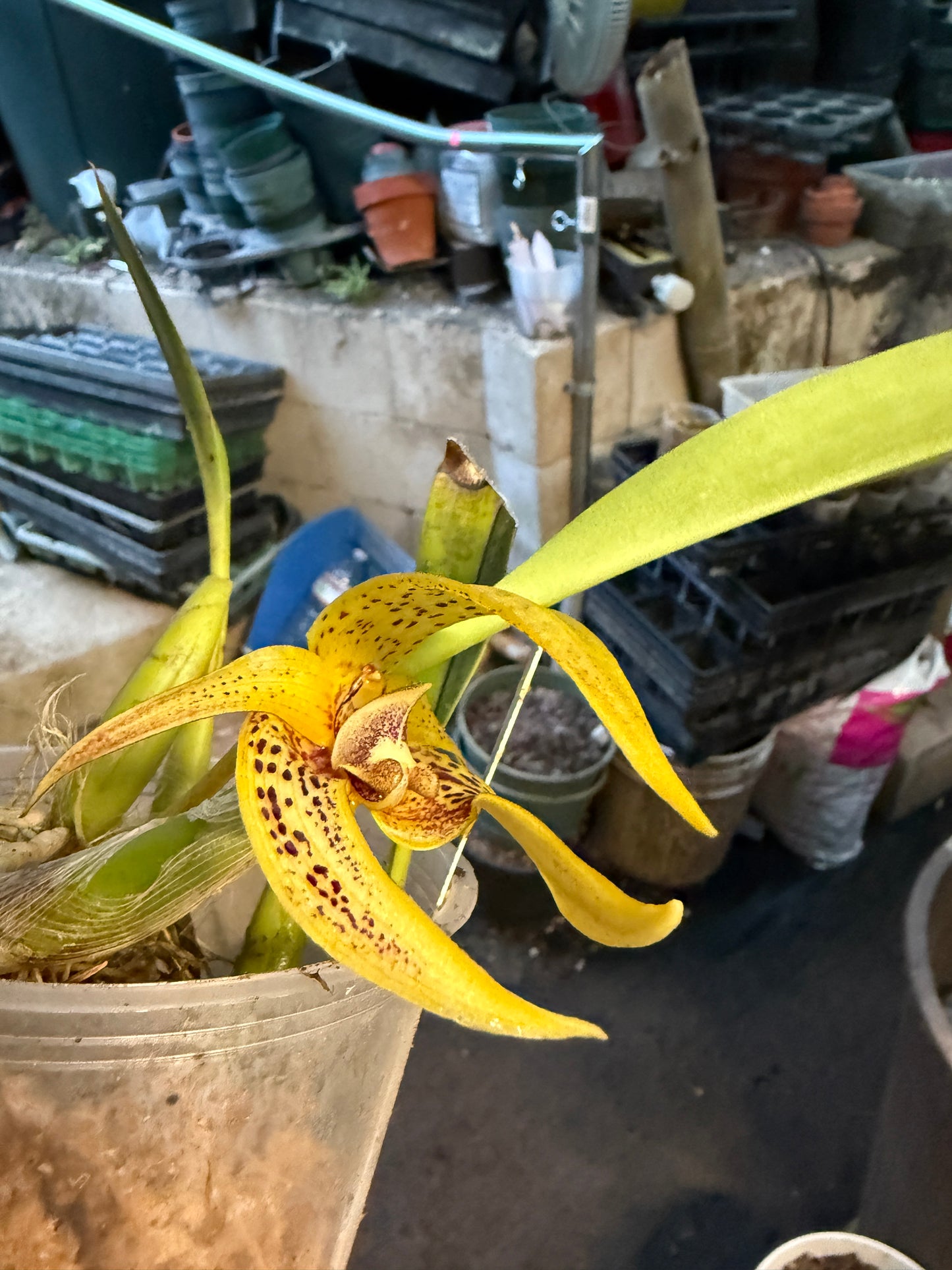 Bulbophyllum-binnendijkii x dearie