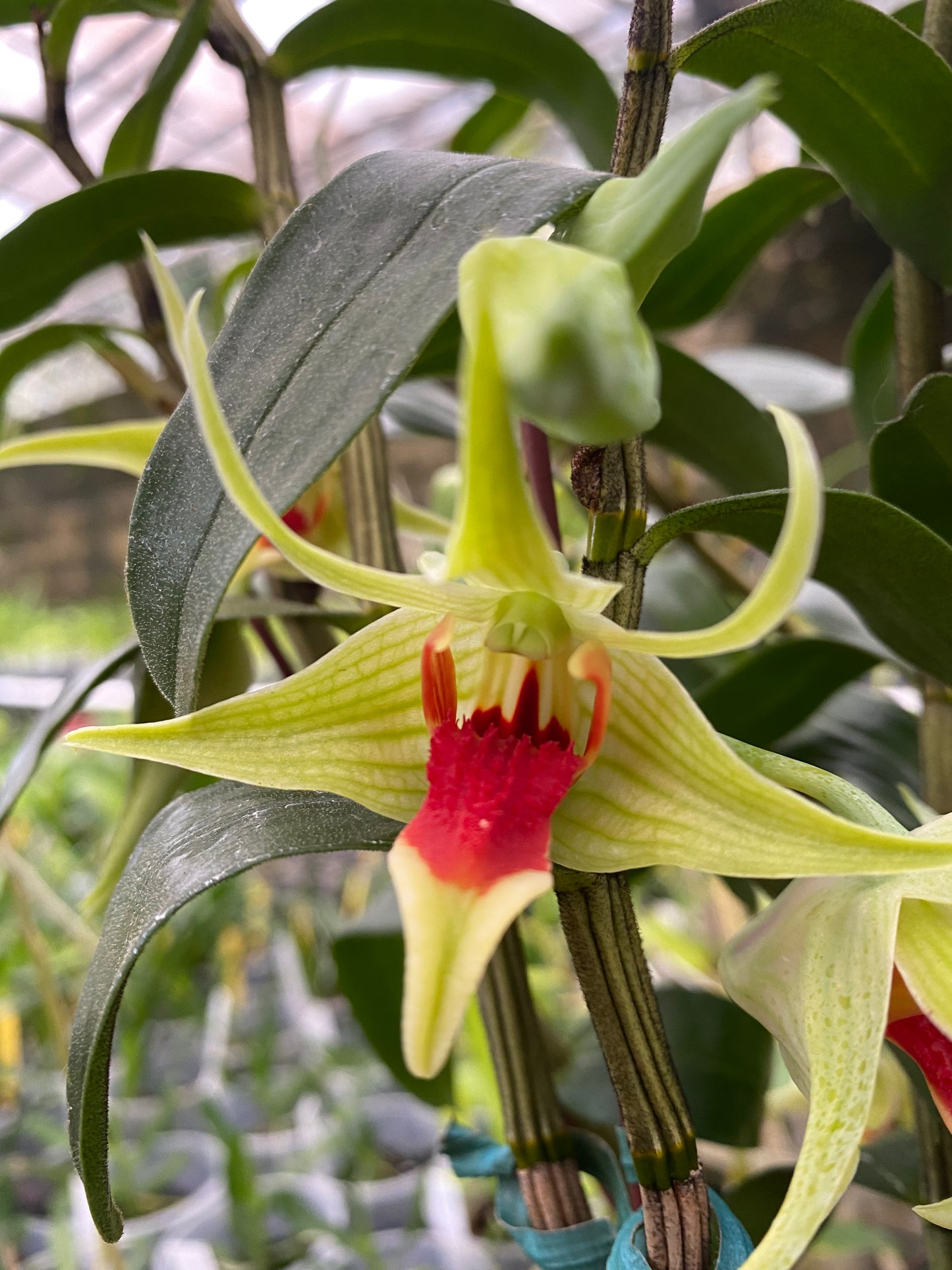 Den. Suzukii x Tobaense