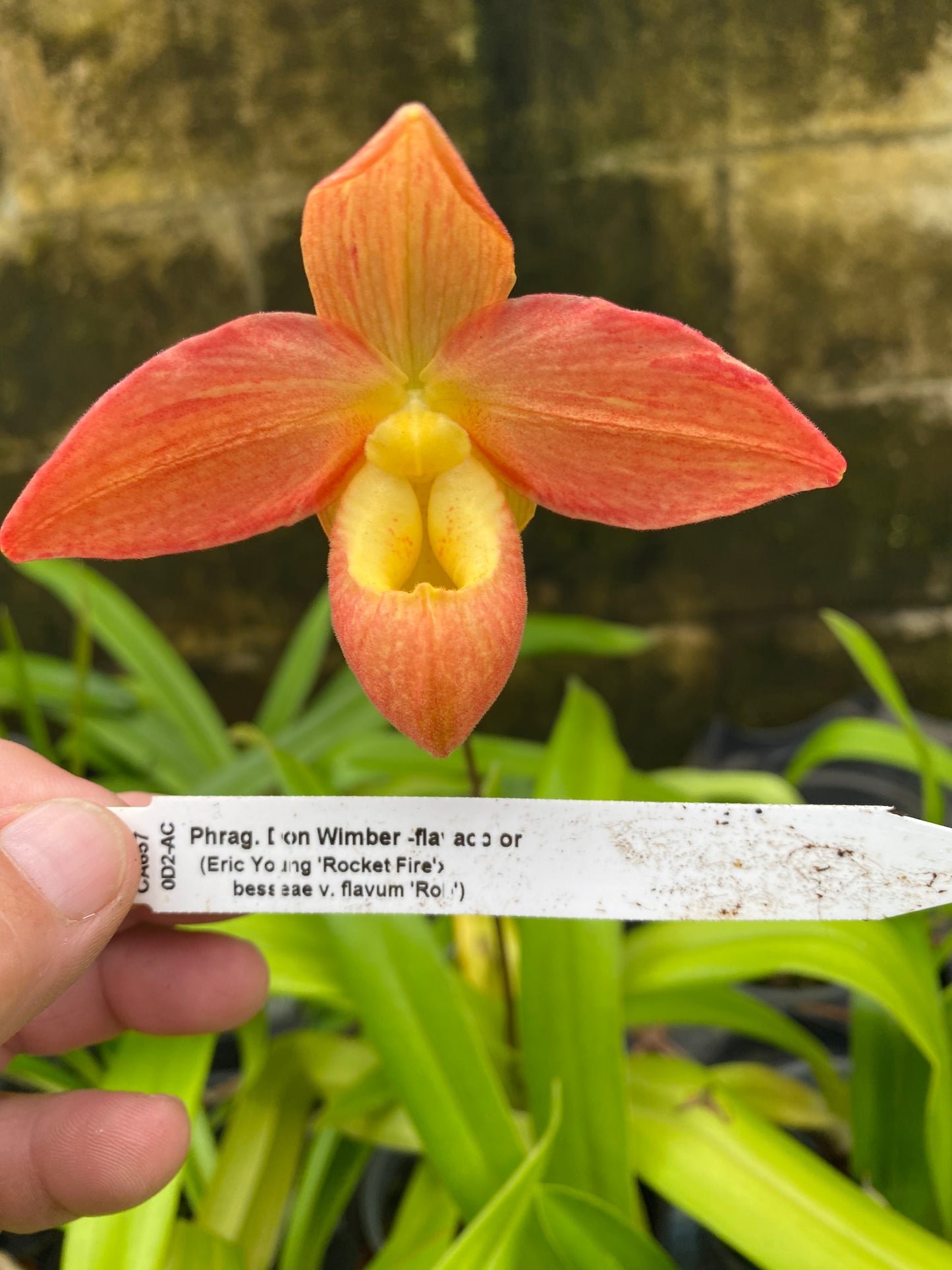 Phrag. Don Wimber 'Flavacolor'