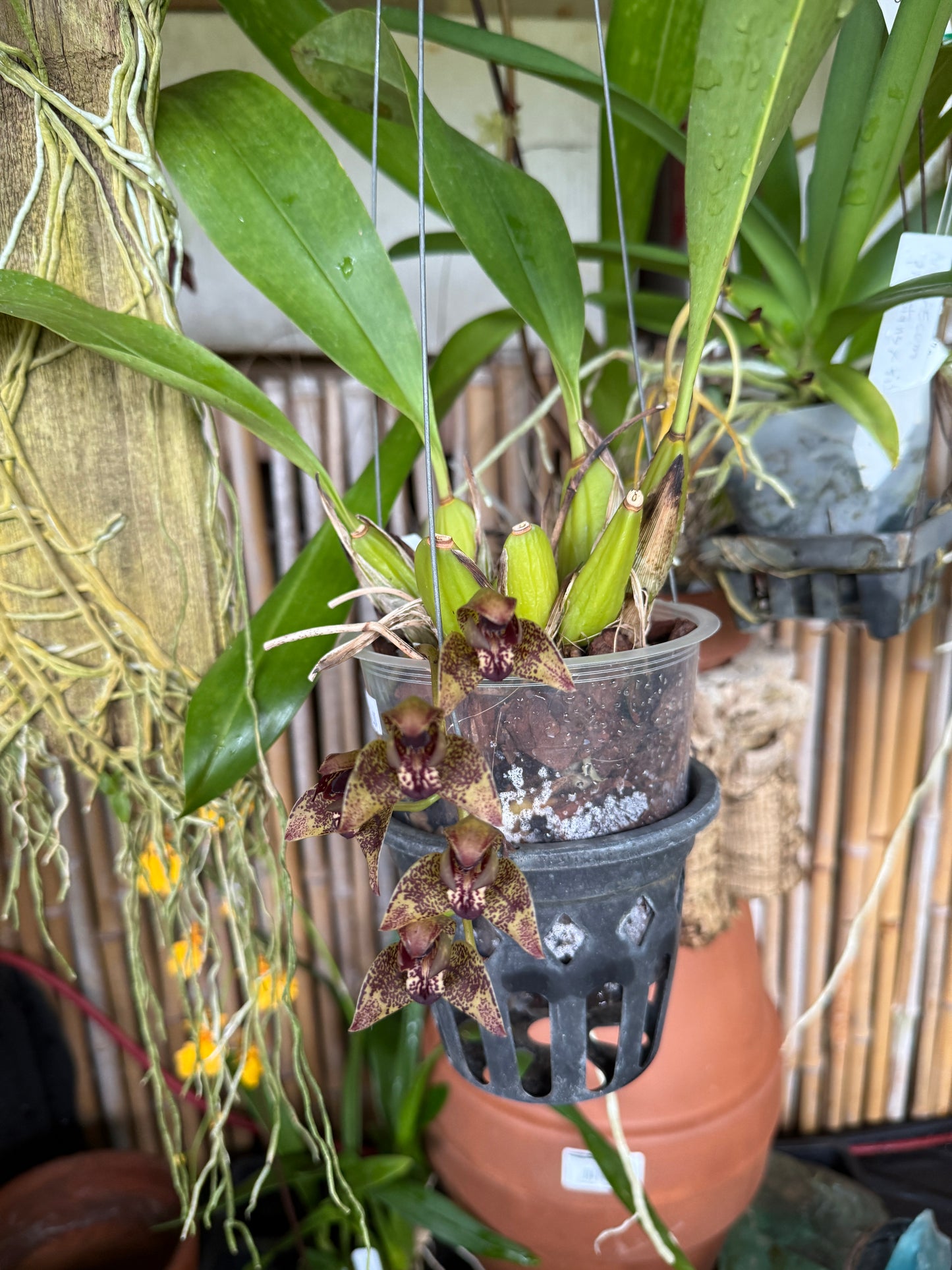 Grammothecopus Radziah Jelita