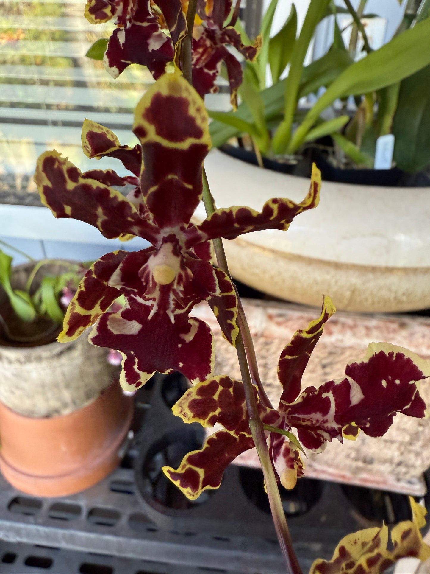 Odontocidium Wildcat ‘Bobcat’