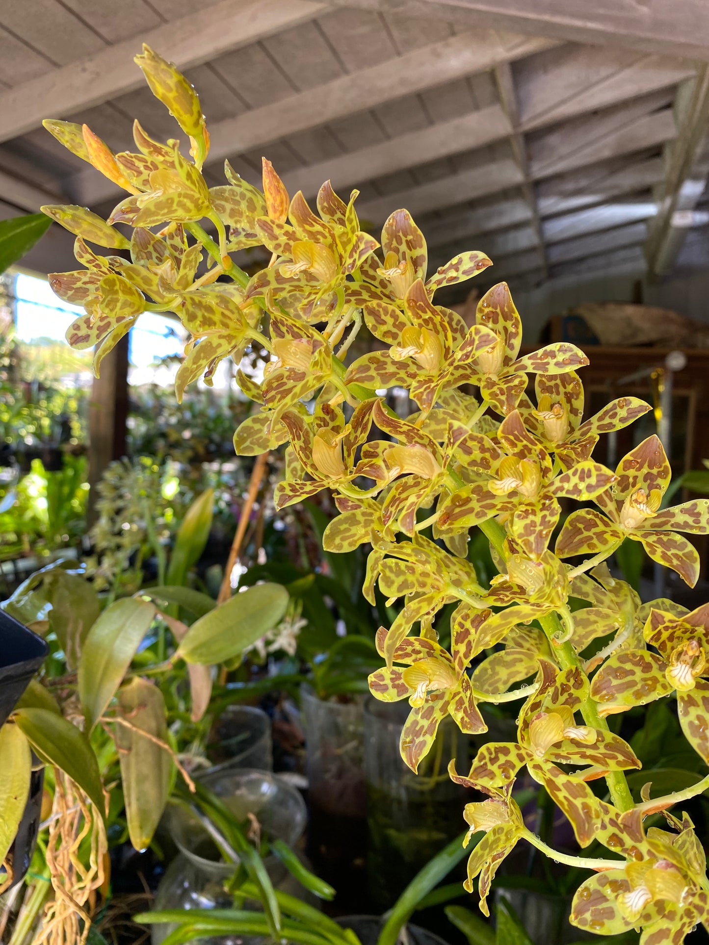 Gram. Pakkret Leo 'Semi-Alba' x Scriptum v. Citrinum 'Green-Alba'