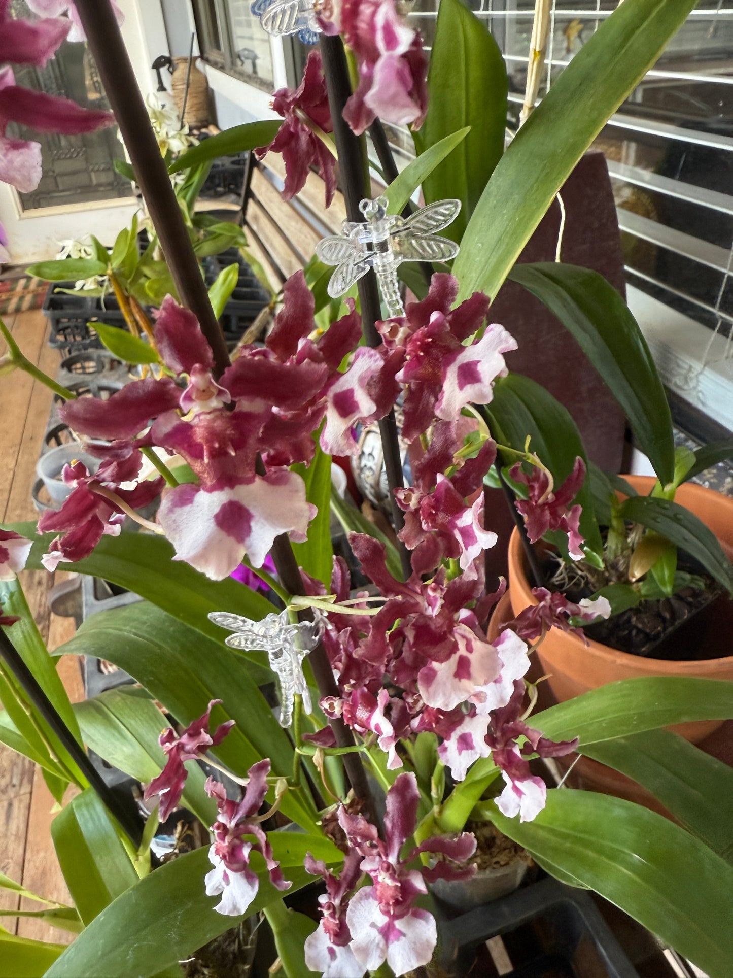 Onc. Heaven Scent - Chocolate Orchid
