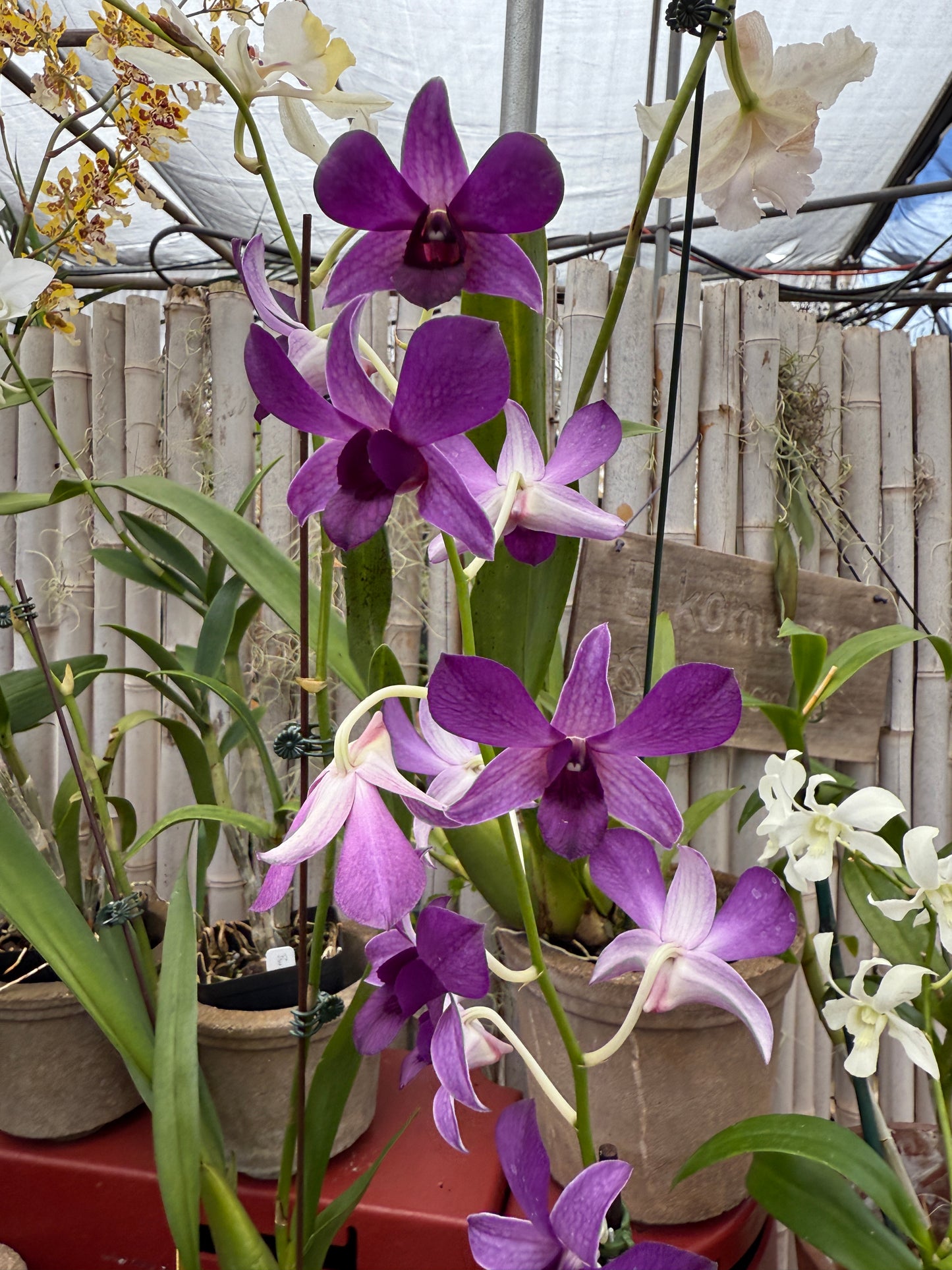 Dendrobium Irish Purple orchid