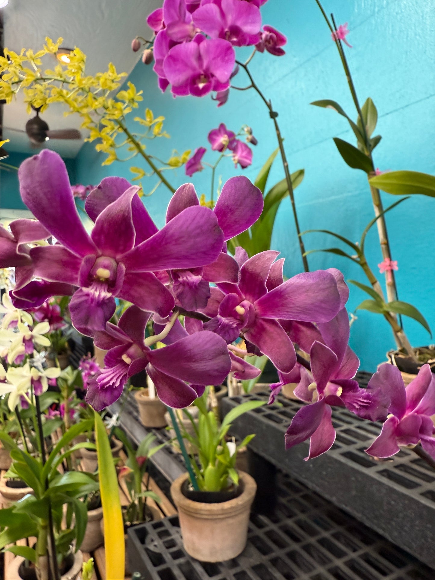 Dendrobium Red Dawn orchid