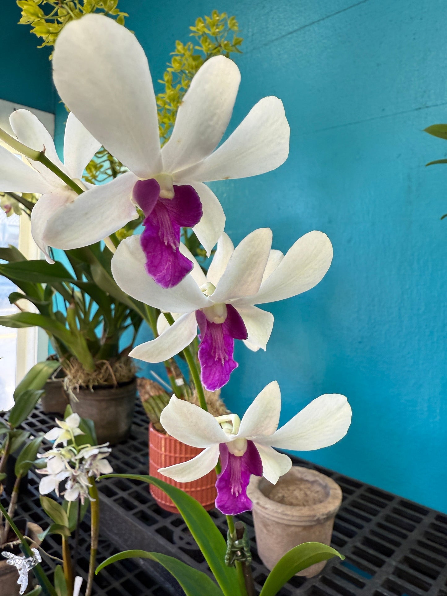 Dendrobium Woon Leng orchid (Copy)