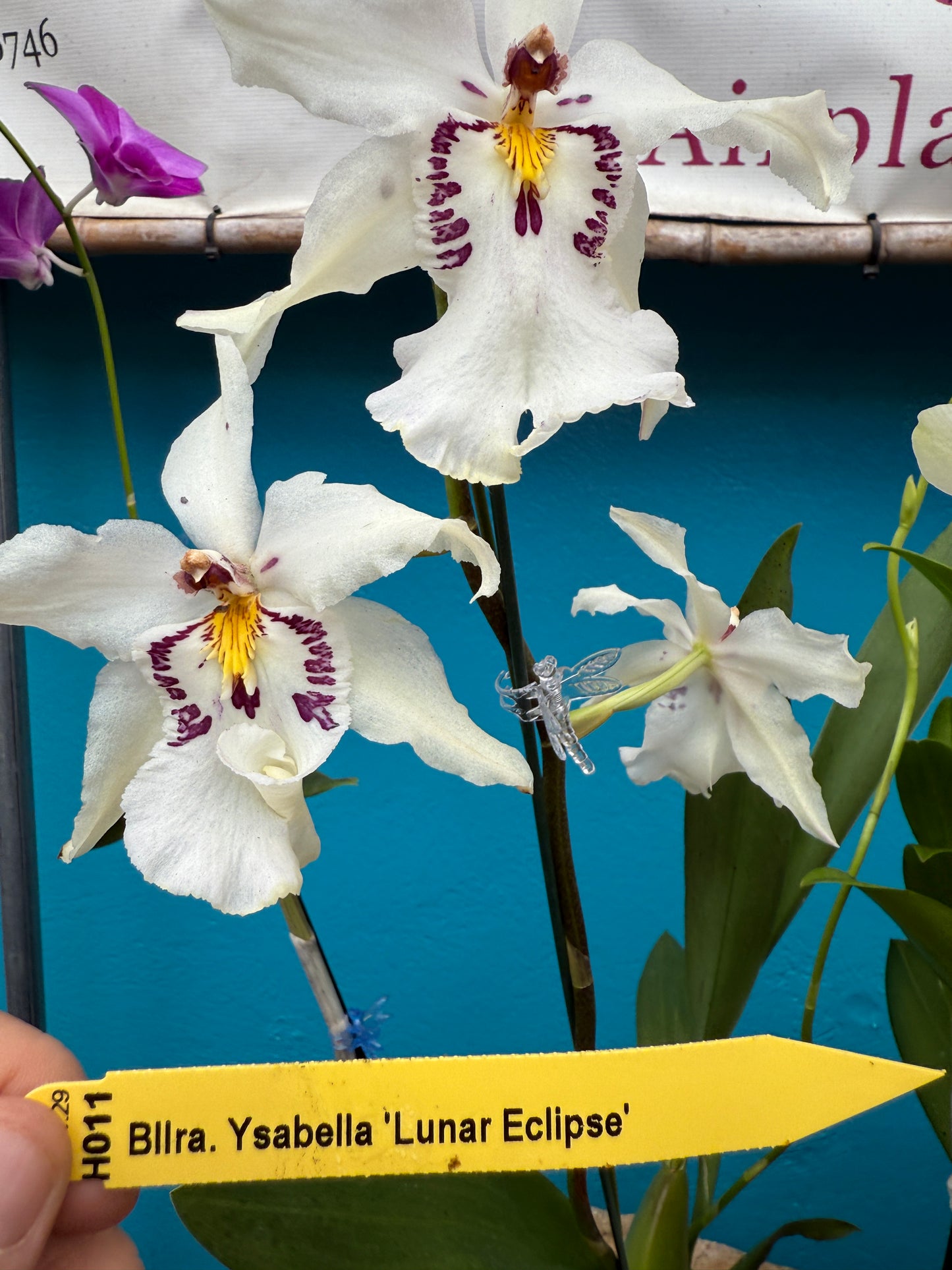 Bllra Ysabella 'Lunar Eclipse' orchid