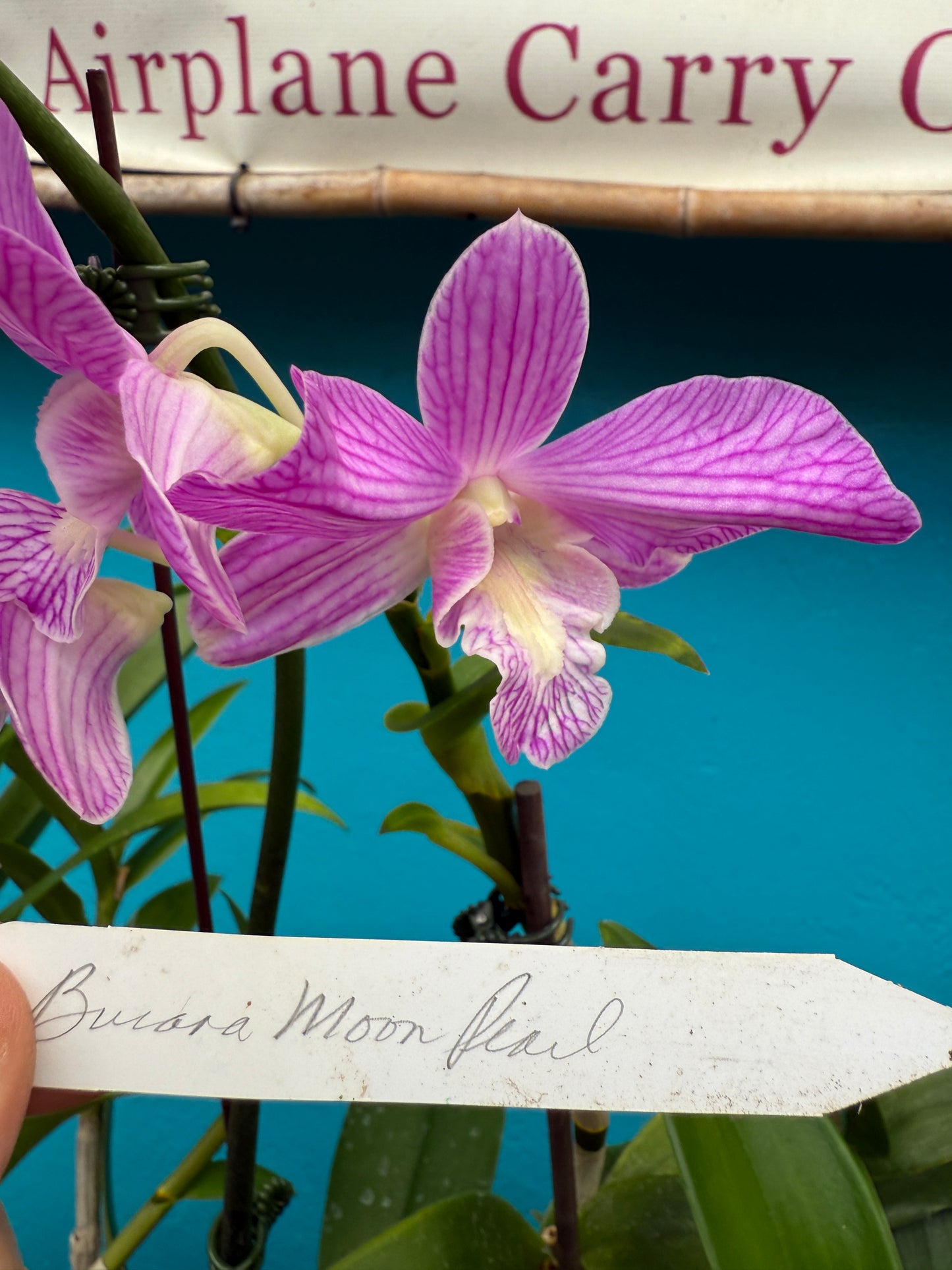 Dendrobium Moon Pearl orchid