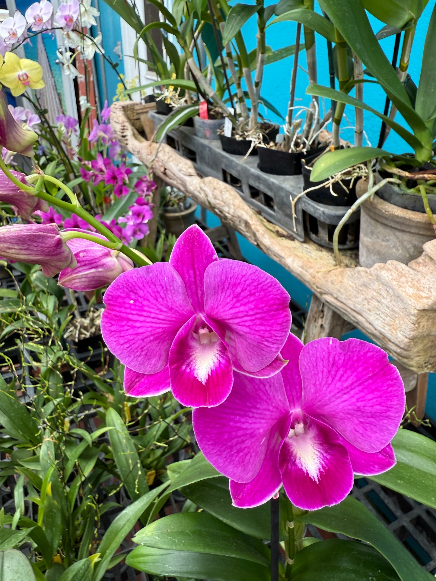 Dendrobium Burana Lucky Pearl orchid