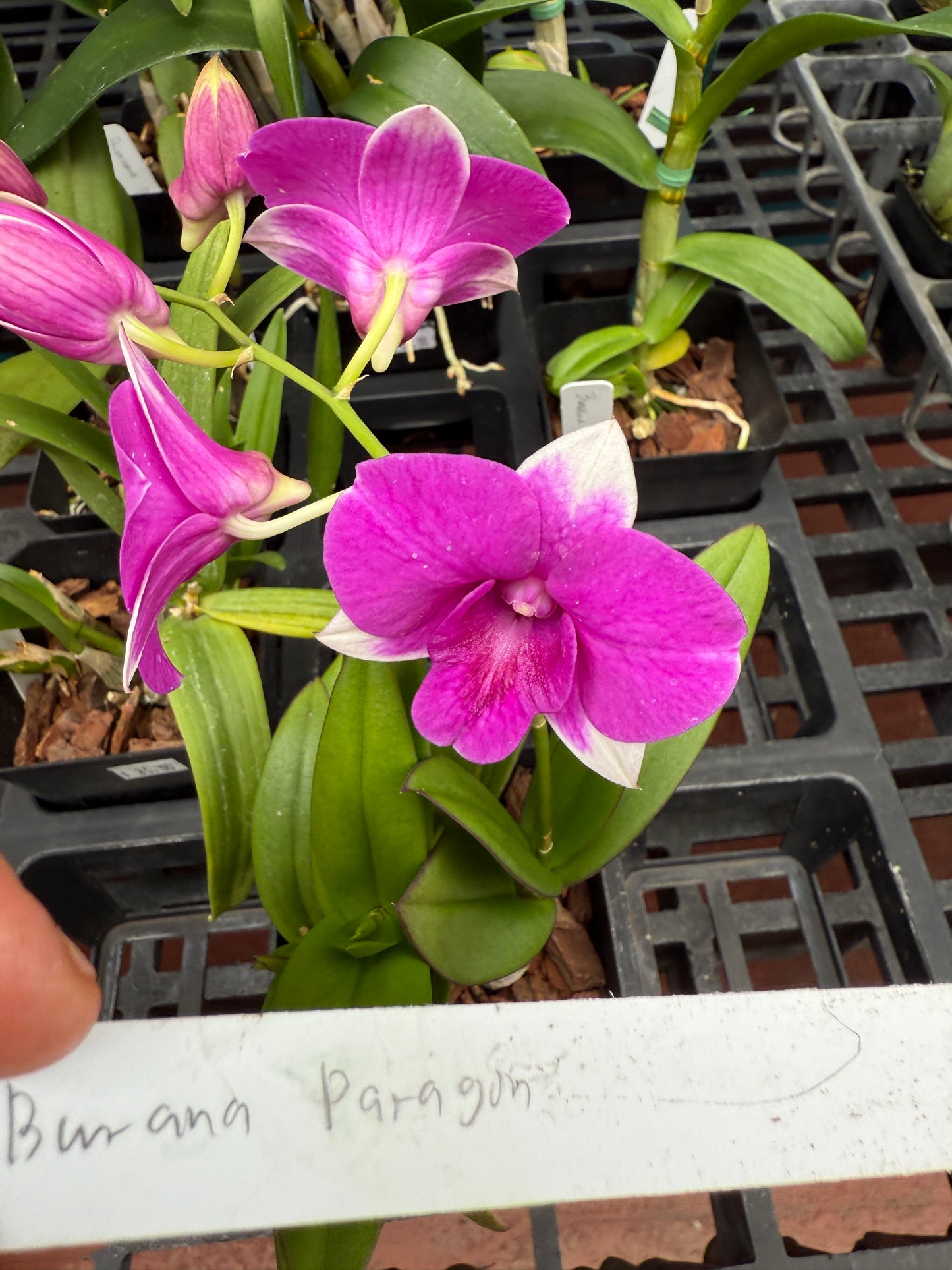 Dendrobium Burana 'Paragon' orchid