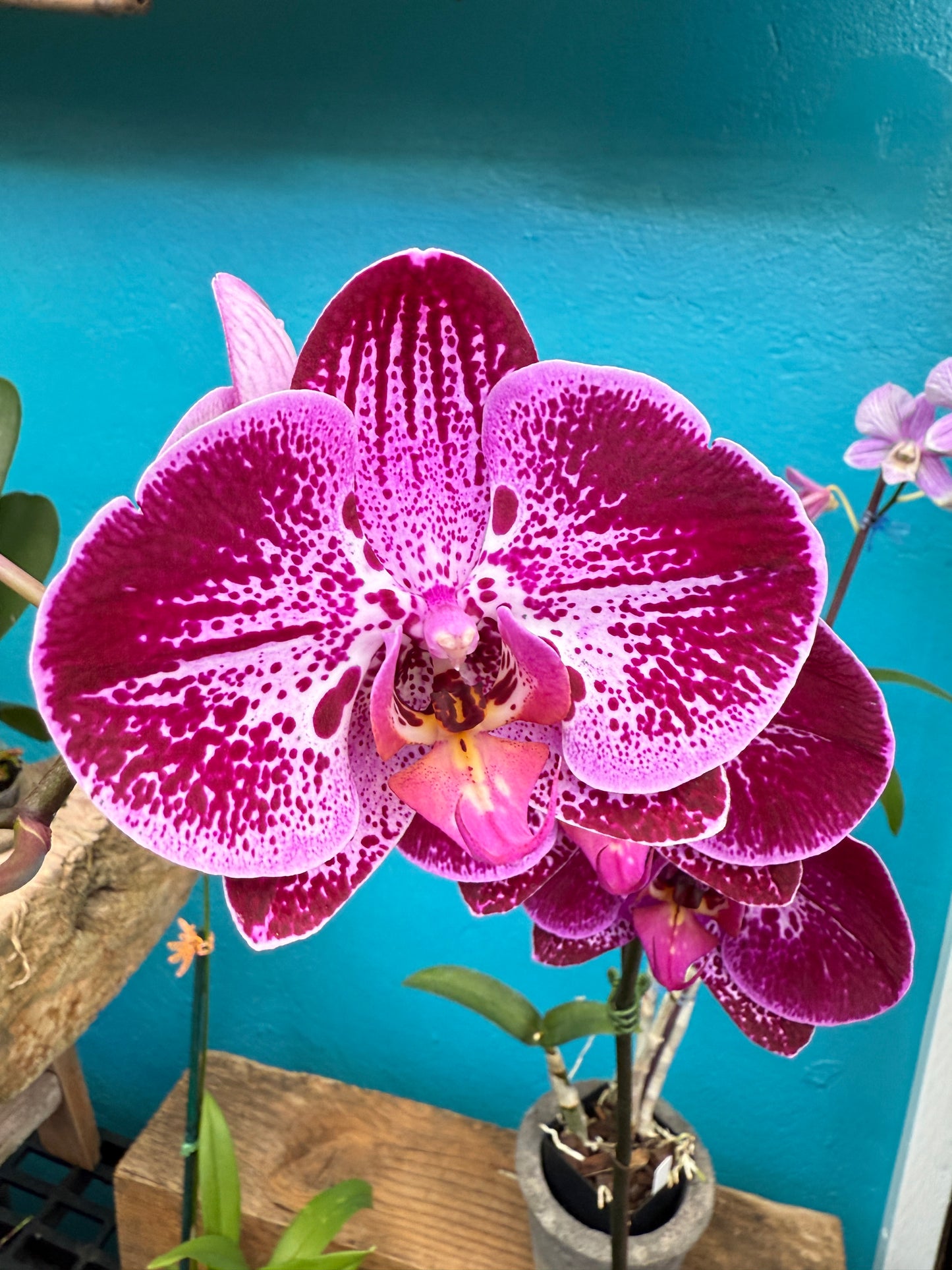 Phalaenopsis Flare orchids -exotic patterns-growers choice