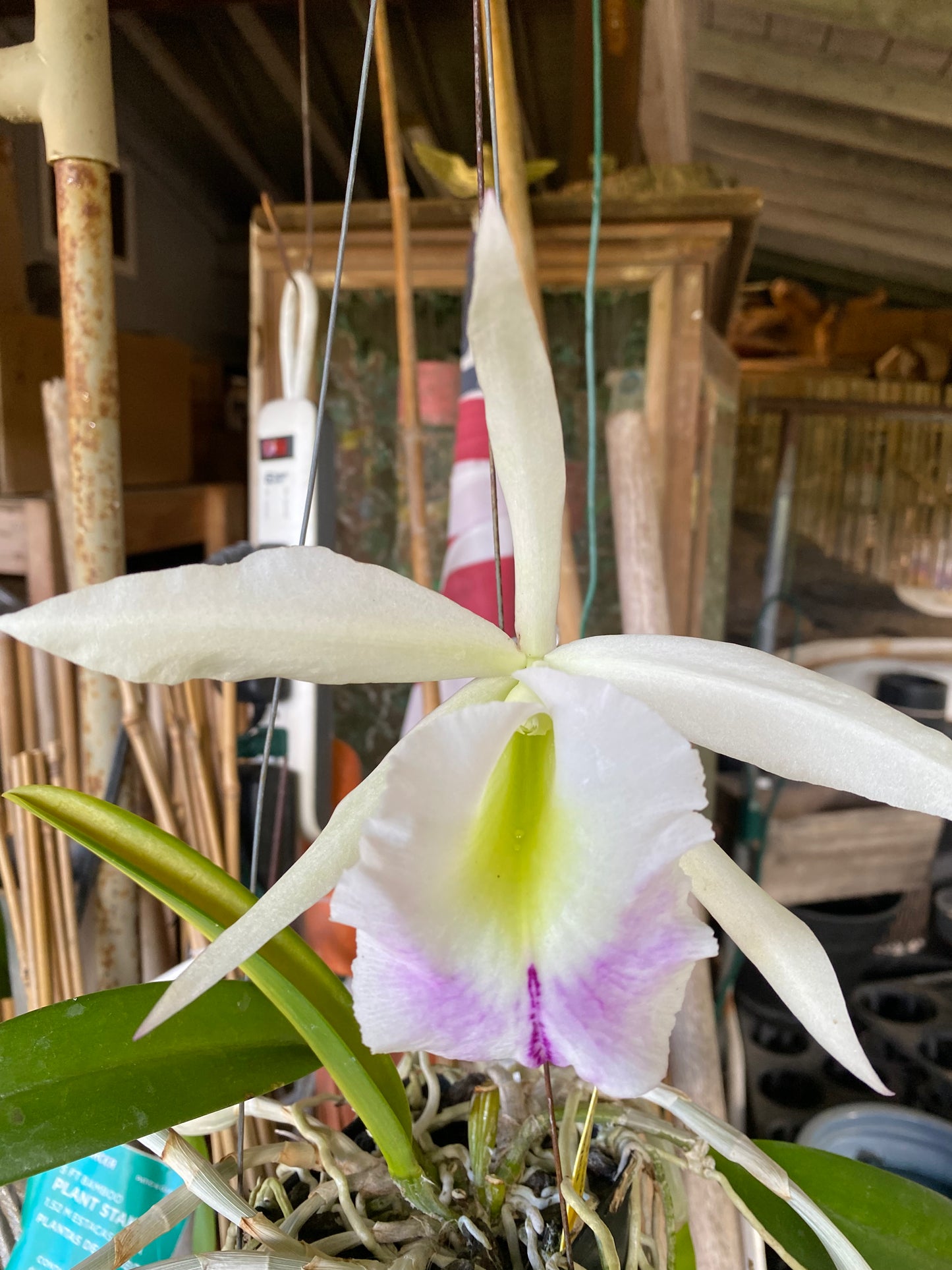 Cattleya Hybrid - The corsage orchid (Growers Choice)