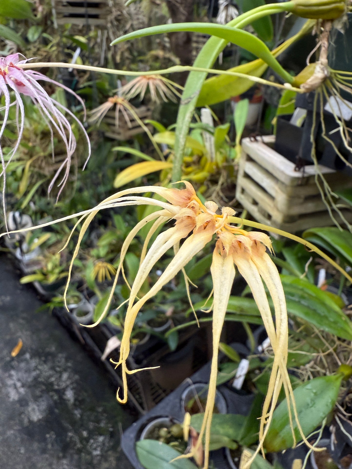 Bulb. Meen Sassy Girl (round) x Lion King
