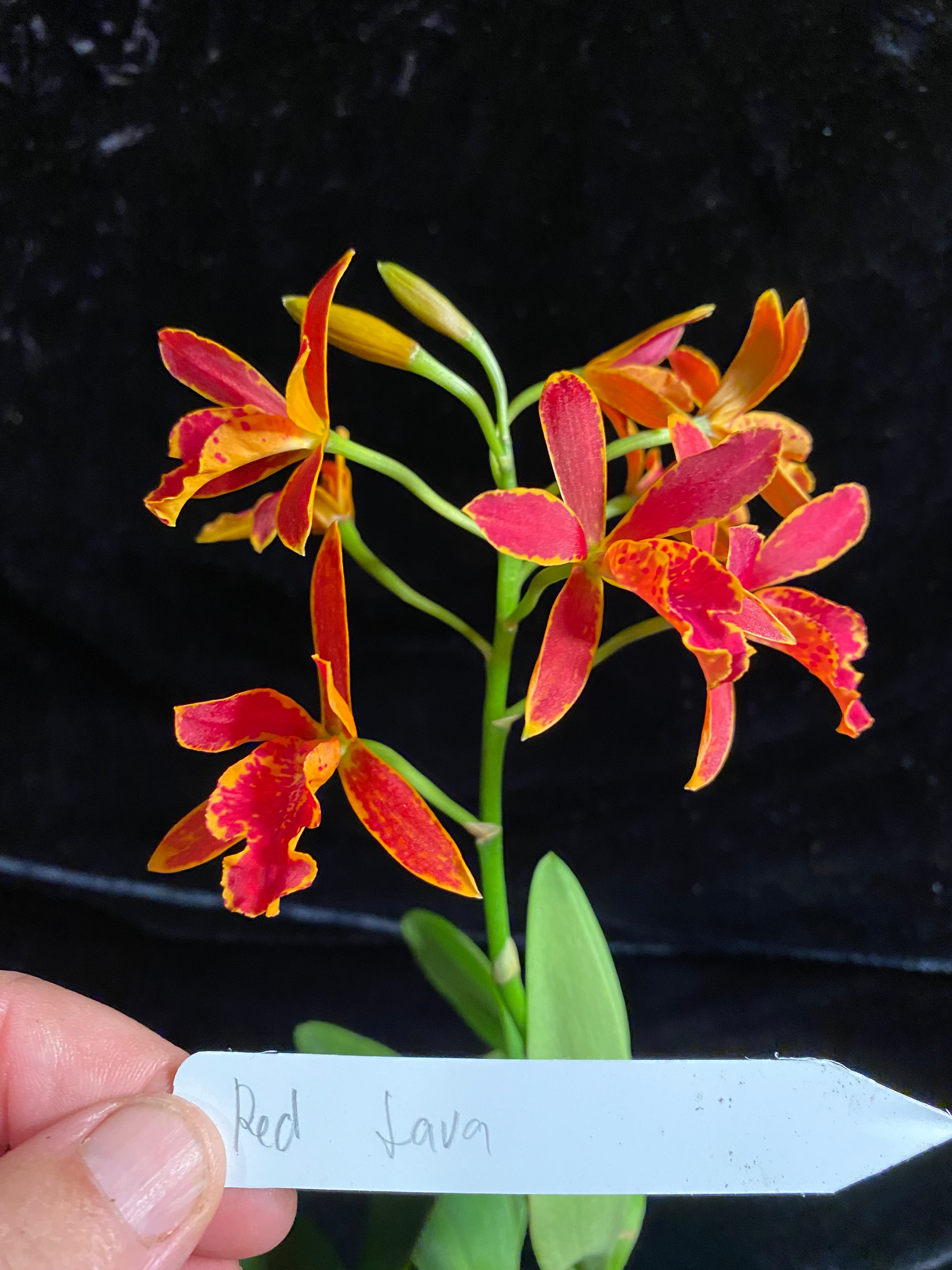 Epc. Volcano Trick 'Red Lava' – Orchid Alley