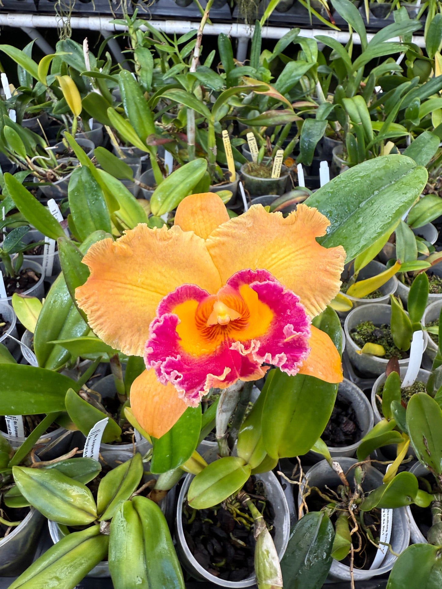 Rlc. Subprasert No. 1 x Shinaphat On Fire No. 2 orchid