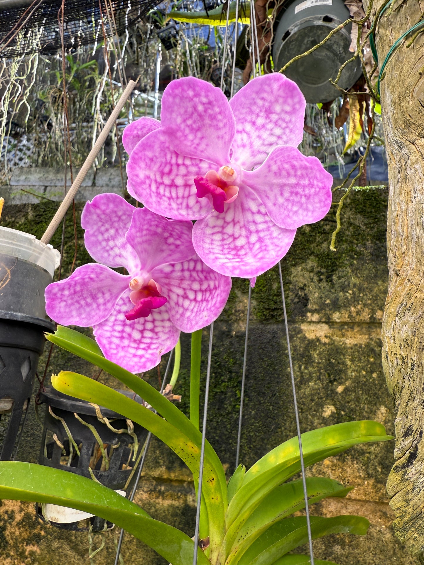 Blue or Pink Vanda - Growers Choice