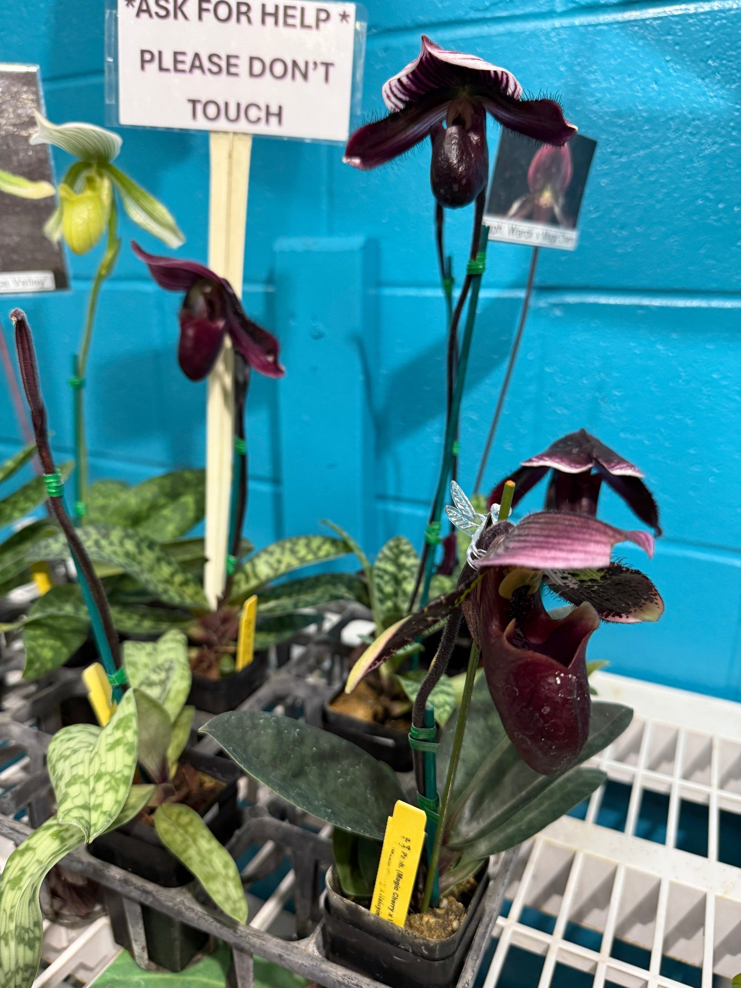 Paph. (Magic Cherry x Voodoo Magic) x (Magic Cherry x Hsinying Rainbow)