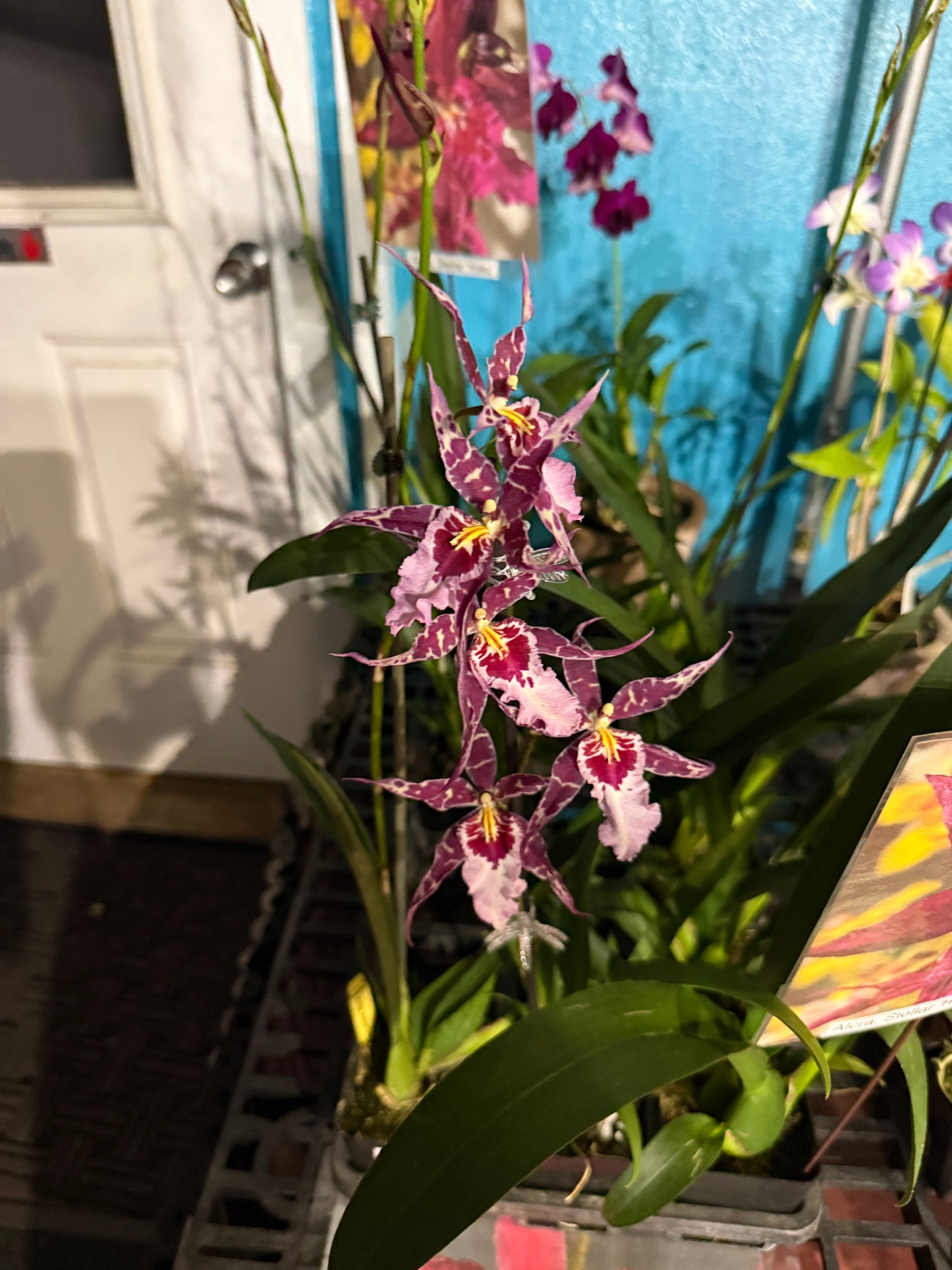 Aliceara Stellar 'Hoku' orchid