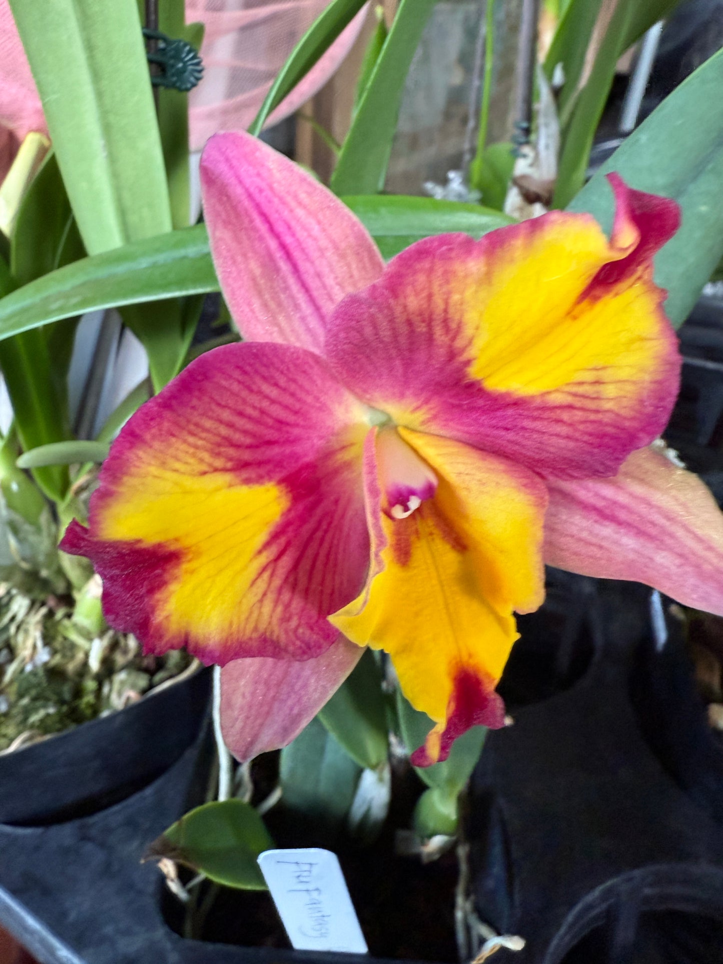 Pot. Cosmic Sparks Slc. Fire Fantasy 'Royalty' x Pot. Golden Circle 'OPRL'