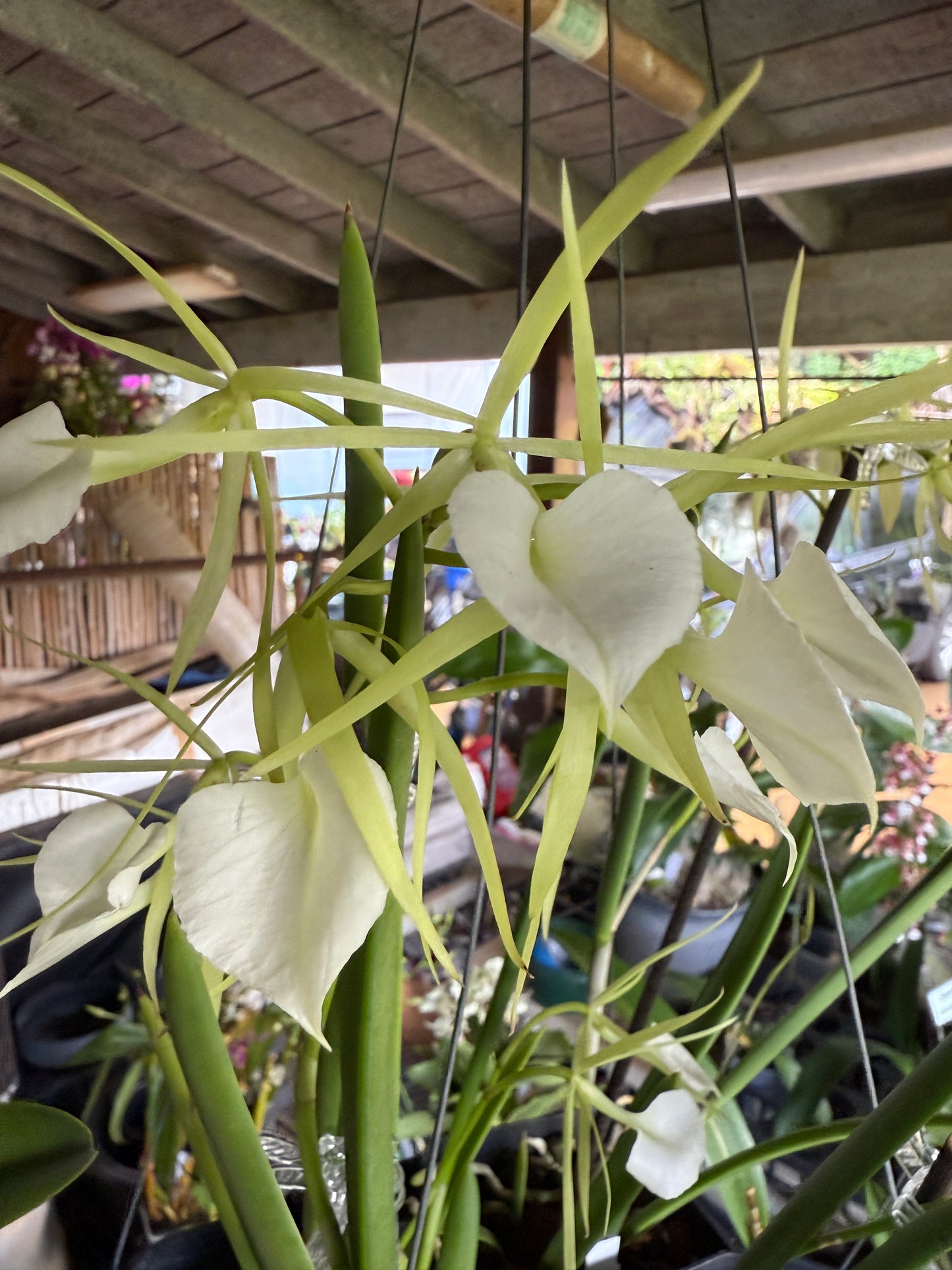 B. Little Stars (fragrant) Lady of the Night