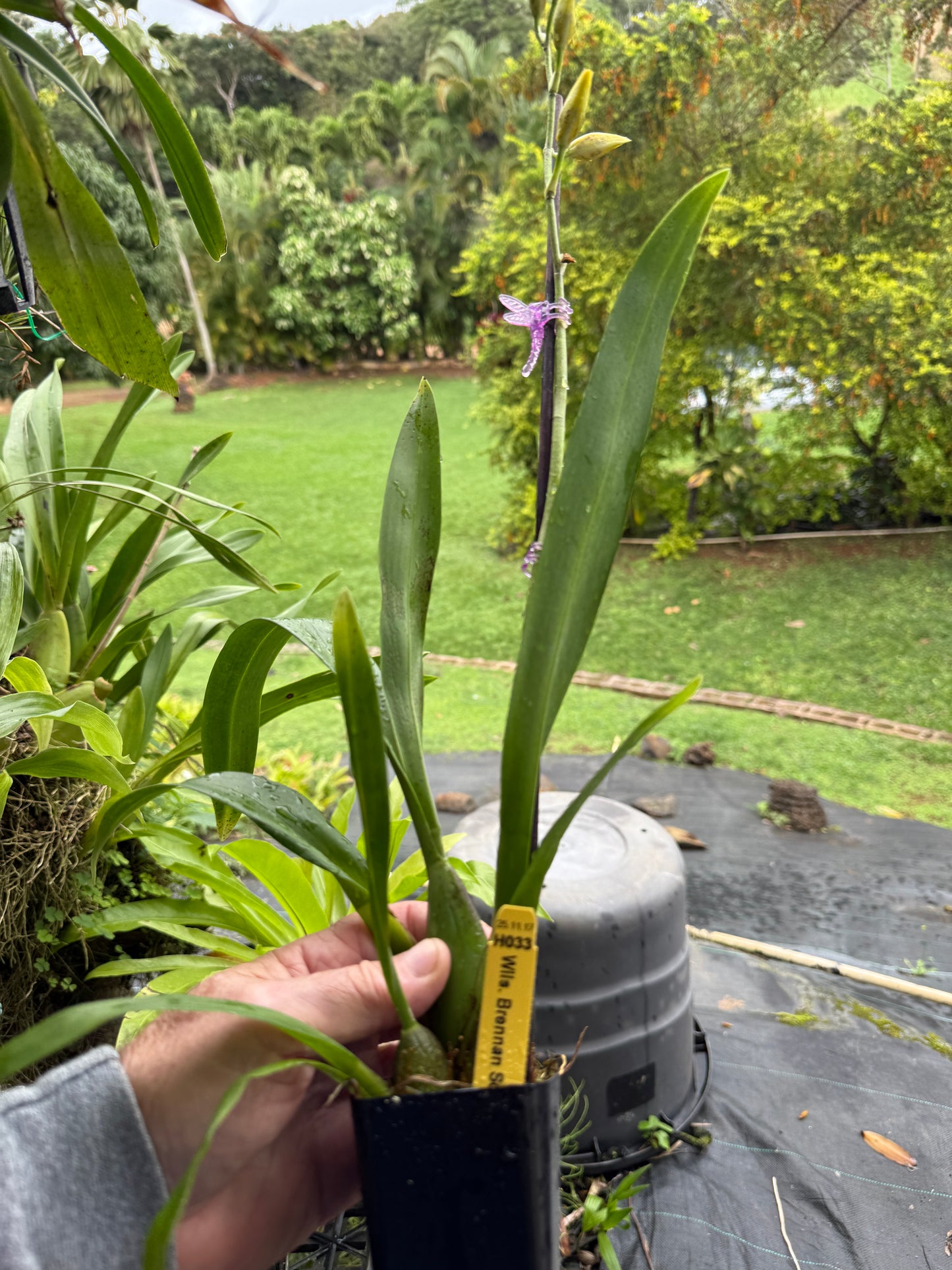 Oncidium Brennan Scott Barfield