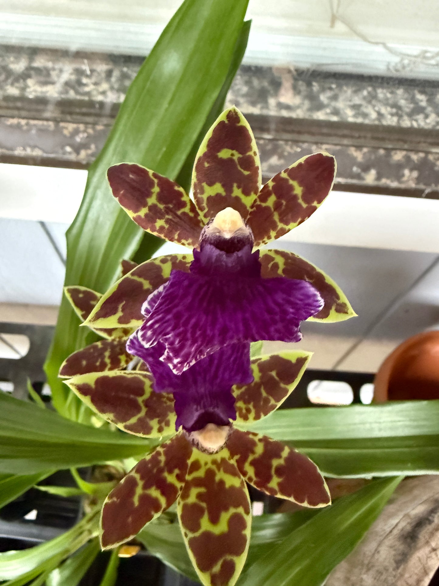Zygopetalum Advance Australia 'HOF' AM/AOS