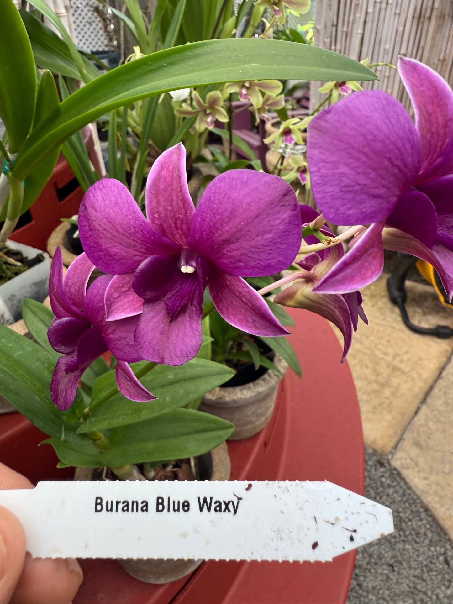 Dendrobium Blue Waxy orchid