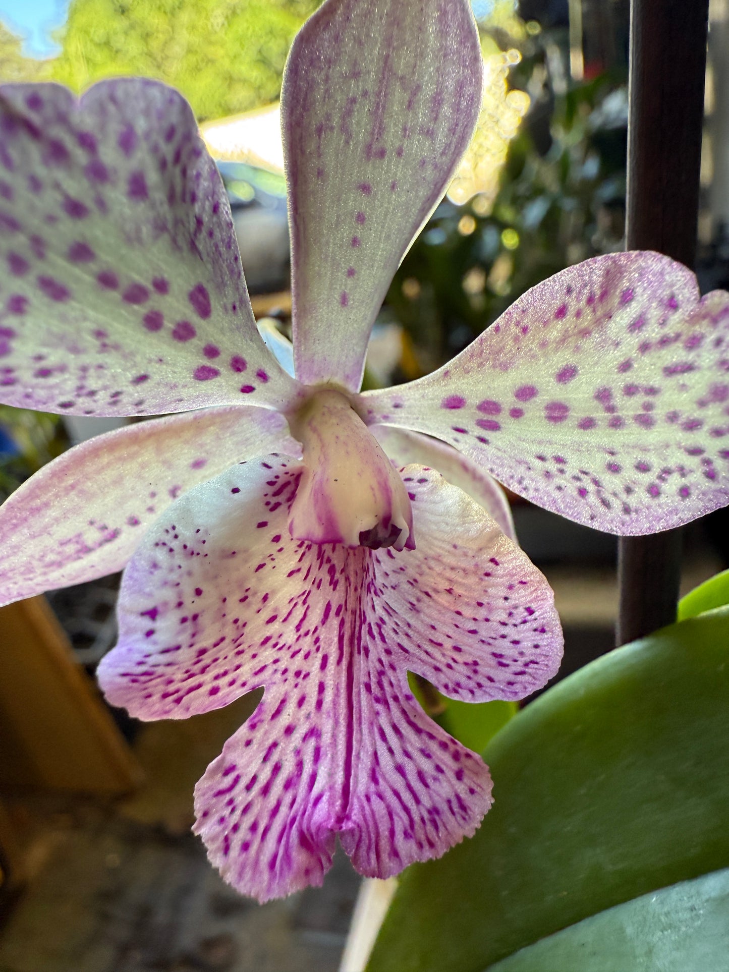 Epicatarthron Hilo Adventure fragrant orchid