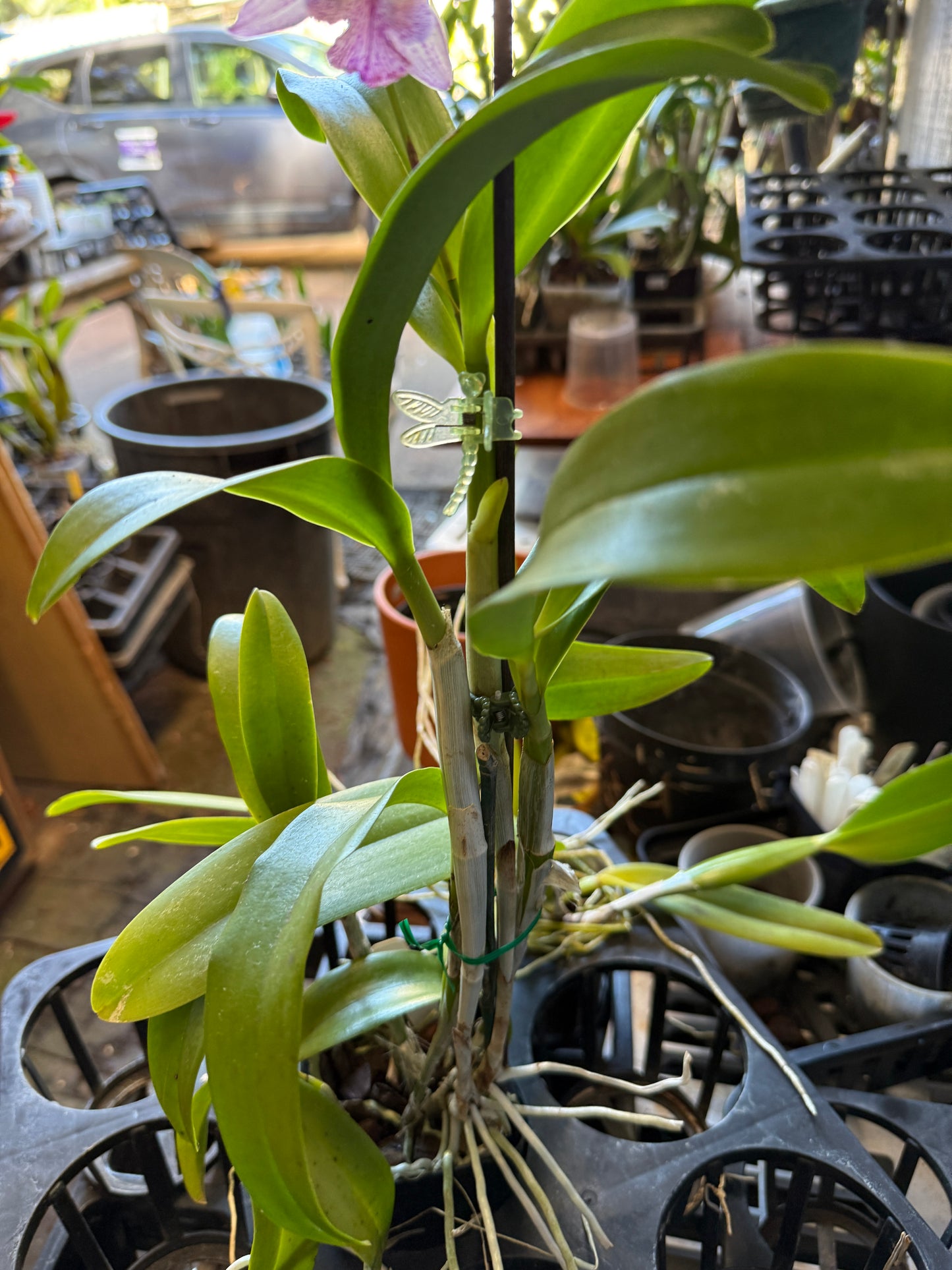 Epicatarthron Hilo Adventure fragrant orchid