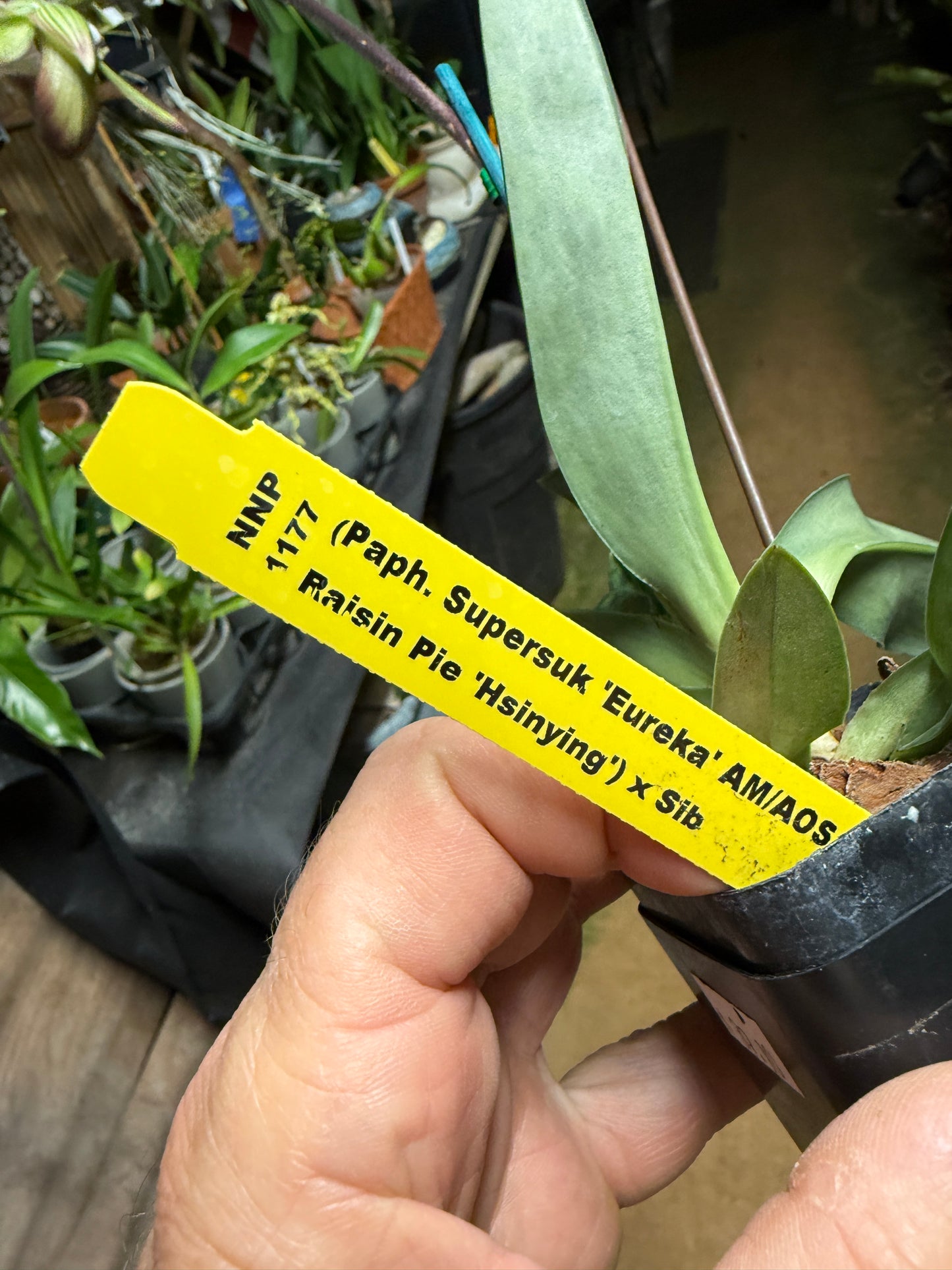 Paph. Supersuk ‘Eureka’ AM/AOS Raisin Pie Hsinying’