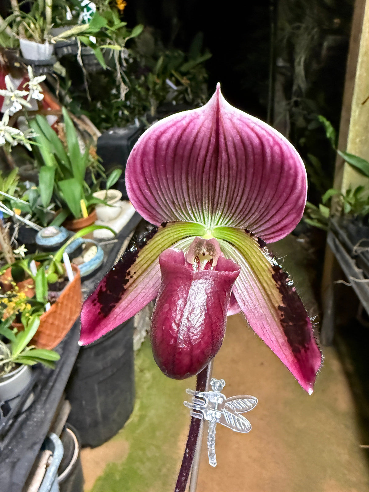 Paph. (Magic Cherry x Voodoo Magic) x (Magic Cherry x Hsinying Rainbow)