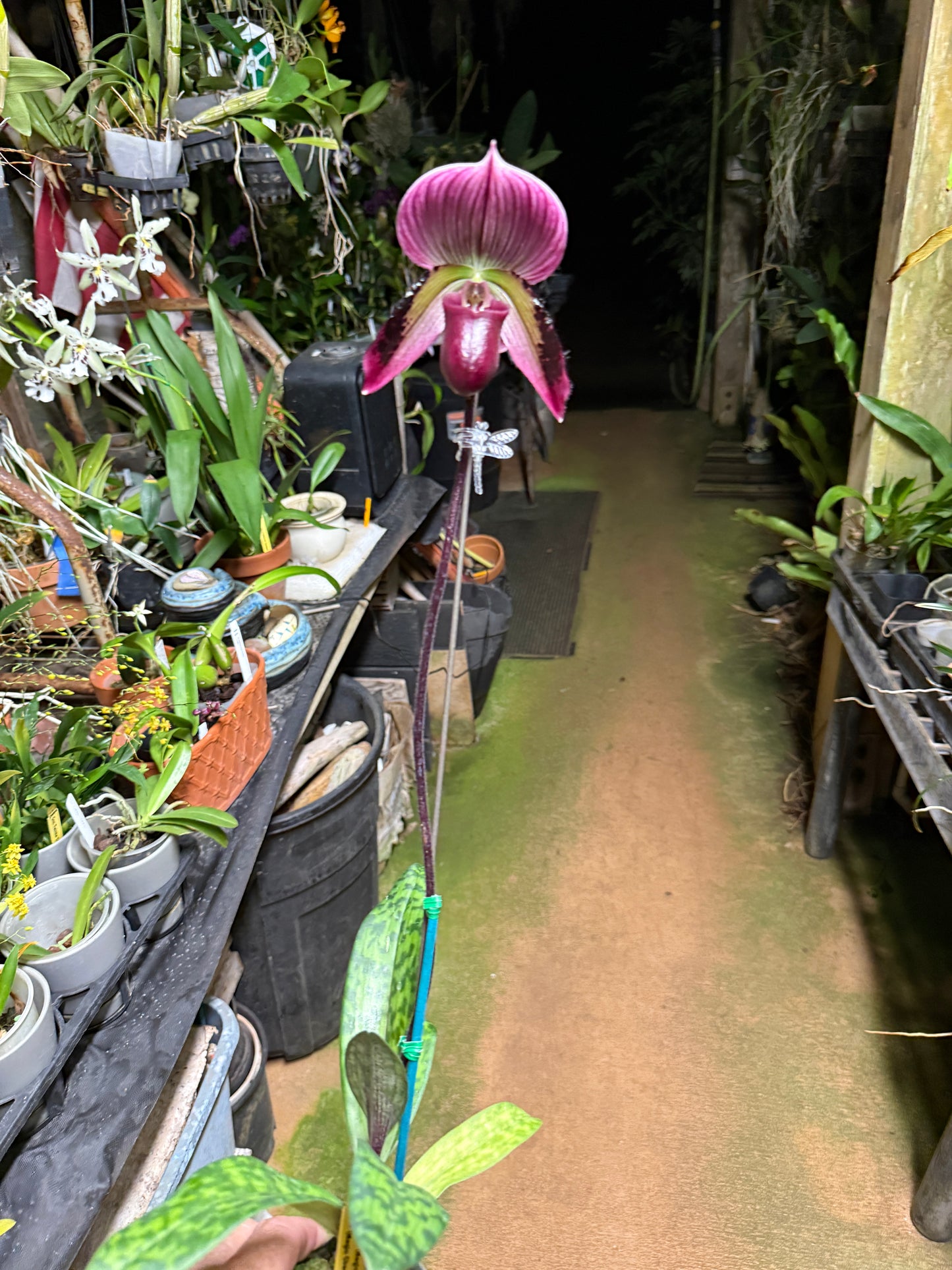 Paph. (Magic Cherry x Voodoo Magic) x (Magic Cherry x Hsinying Rainbow) hybrid orchid