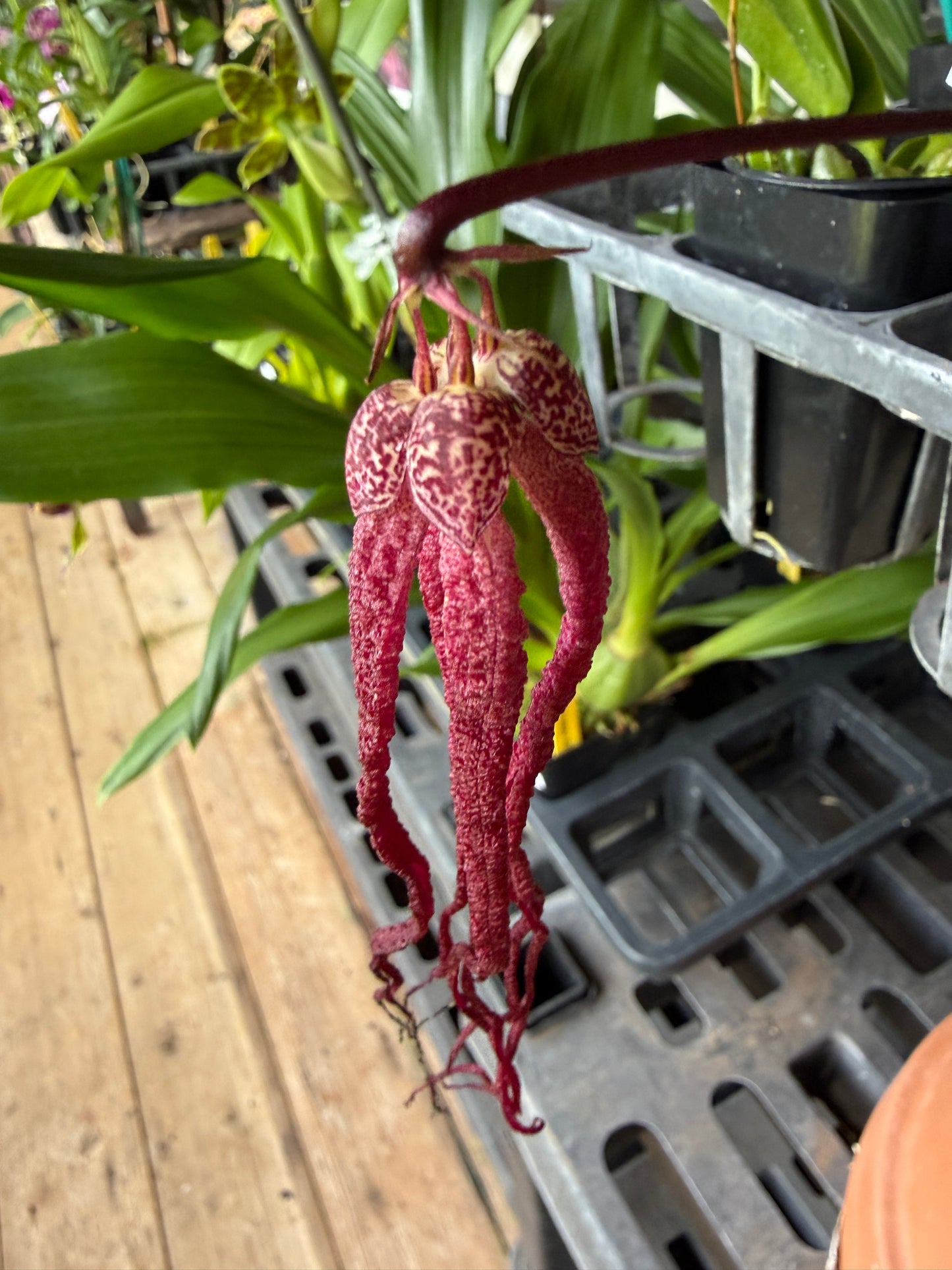 Bulb. treschii (similar to Blub. habrotinum)