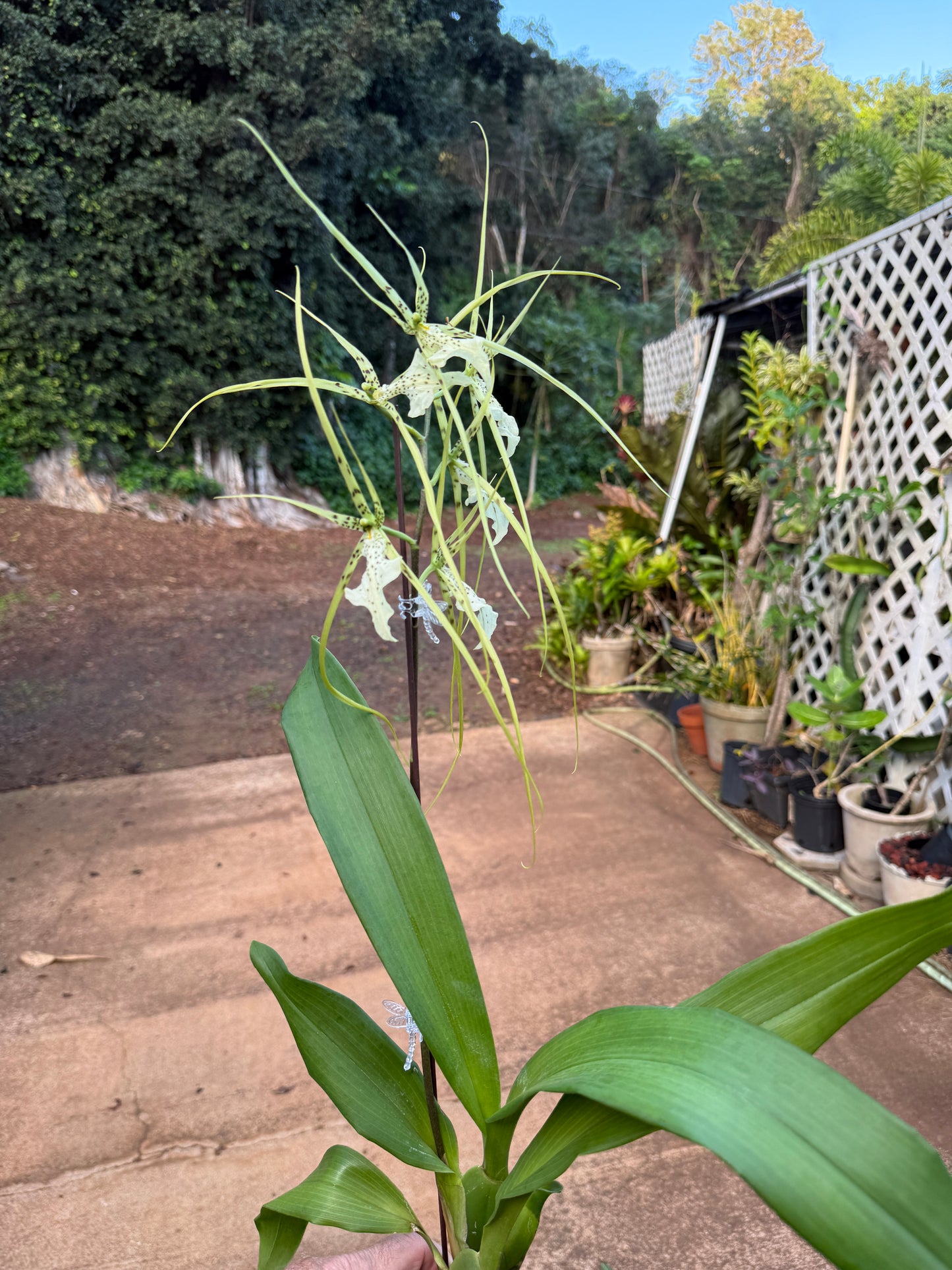 Brassia 'Yellow Spider'