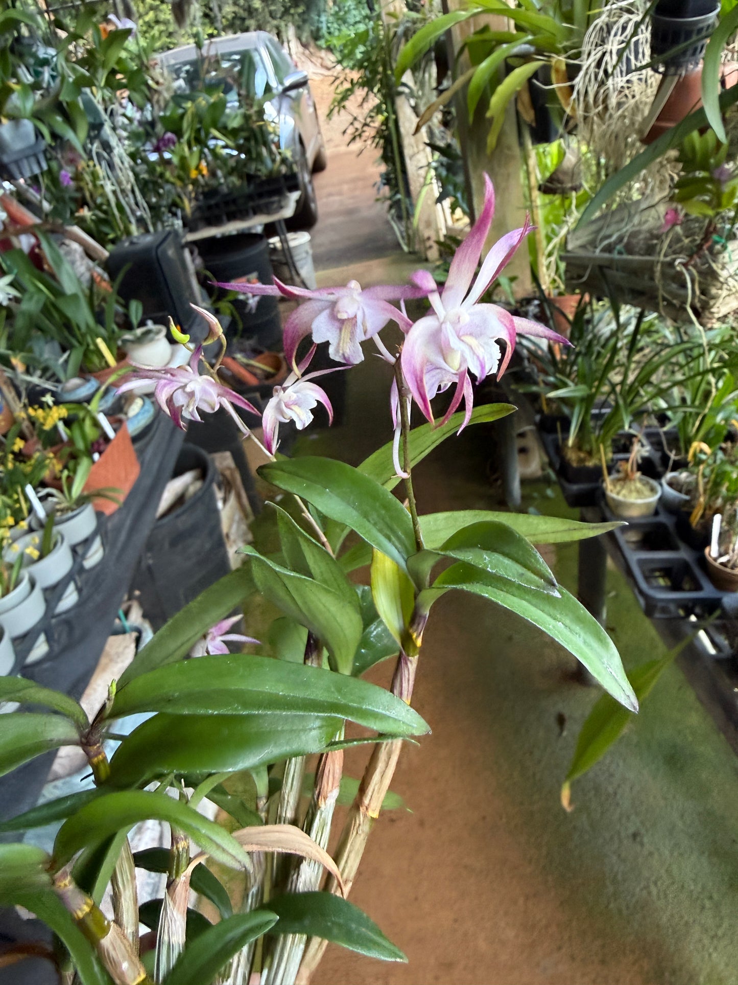 Den. Ellen Australian Dendrobium (Kingianum x Tetragonium)(Rare)