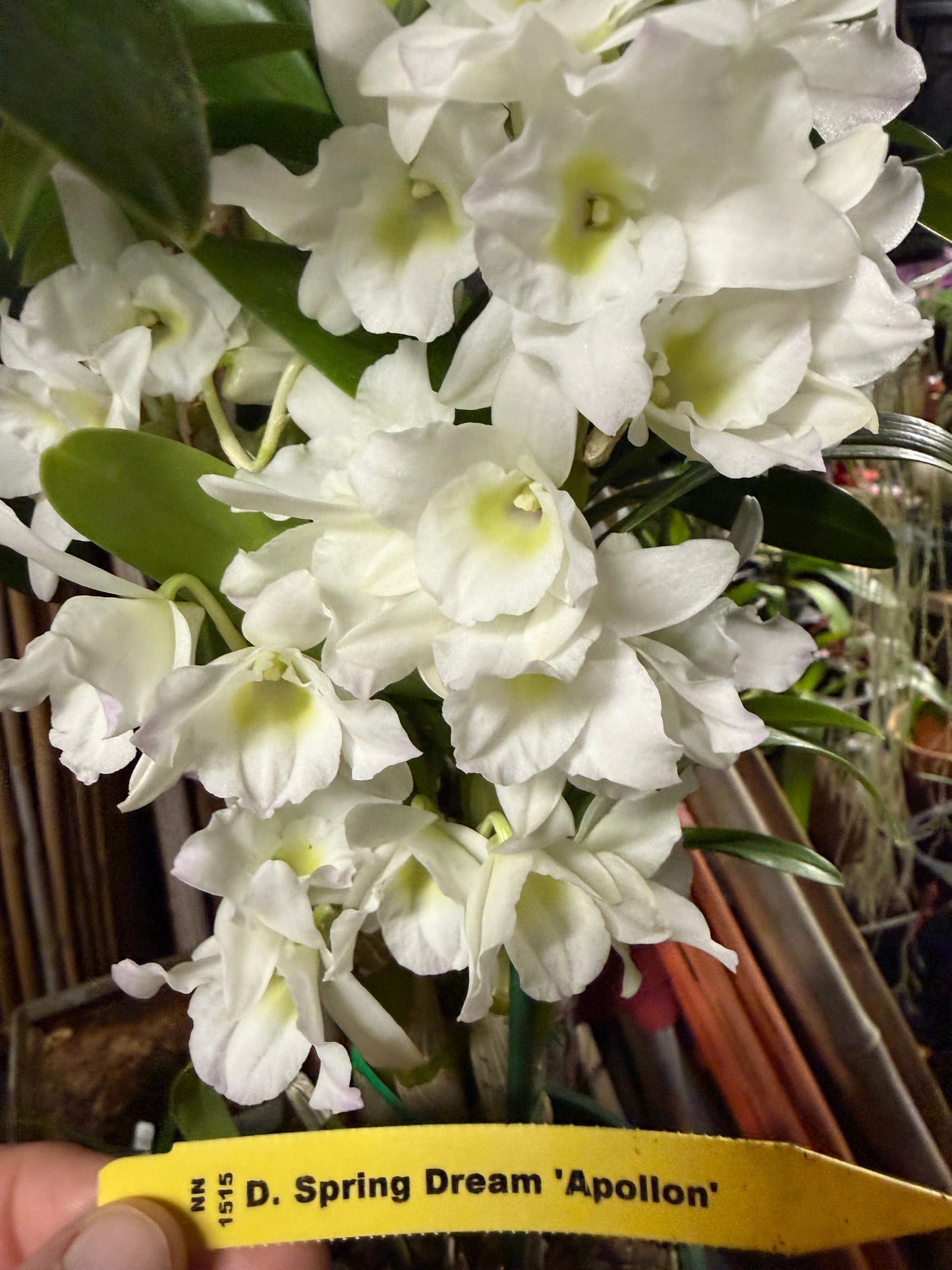 Den. Spring Dream 'Apollon' orchid