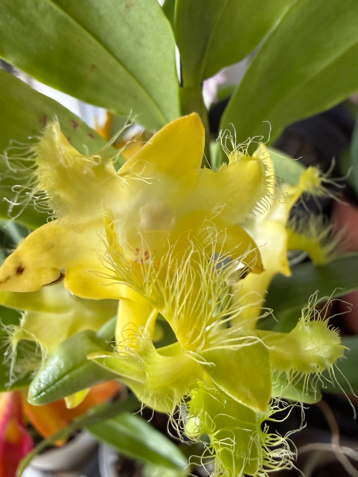 Den. roslii species orchid (fuzzy hairlike flowers)