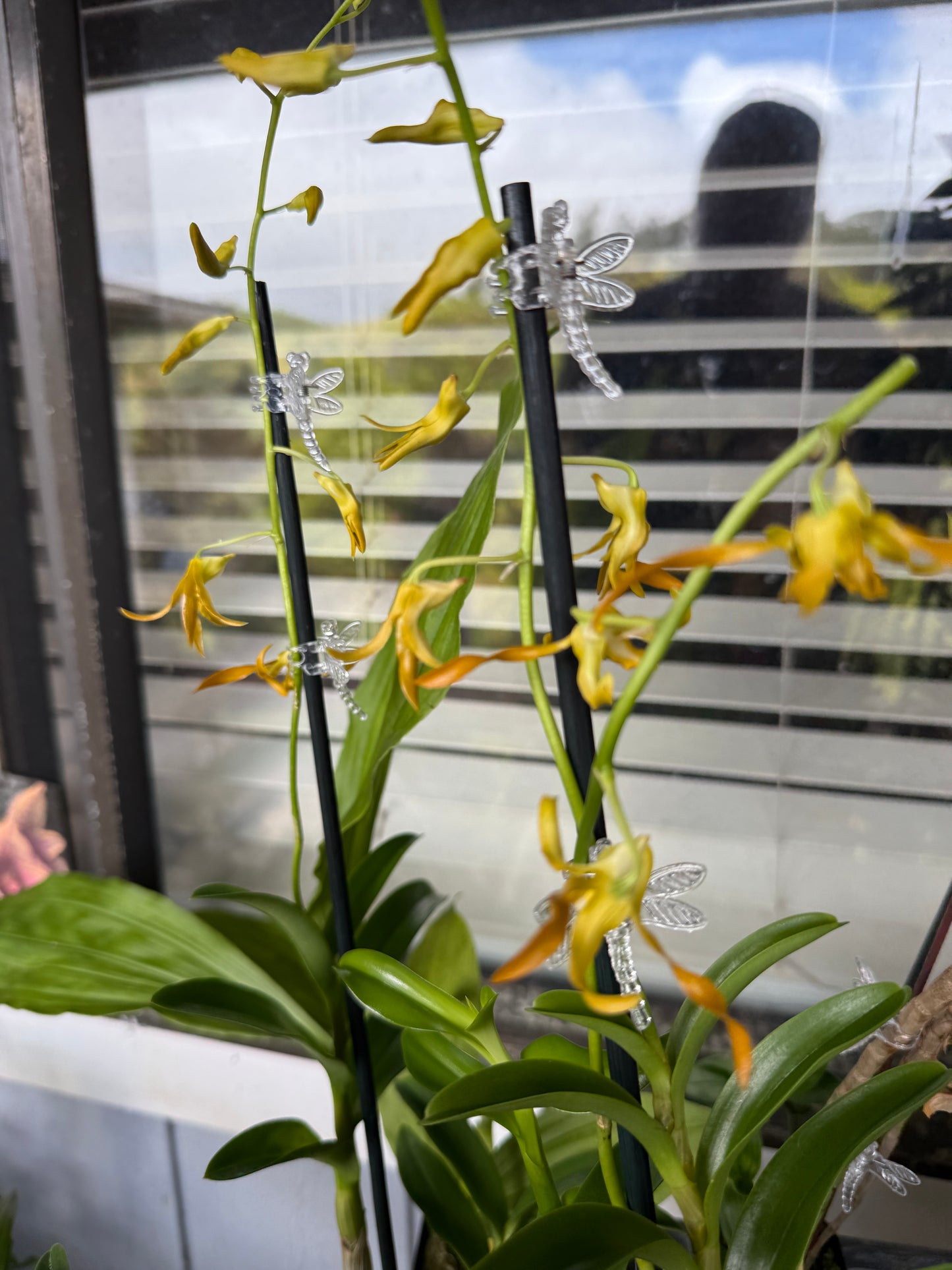 Den. tangerinum species orchid