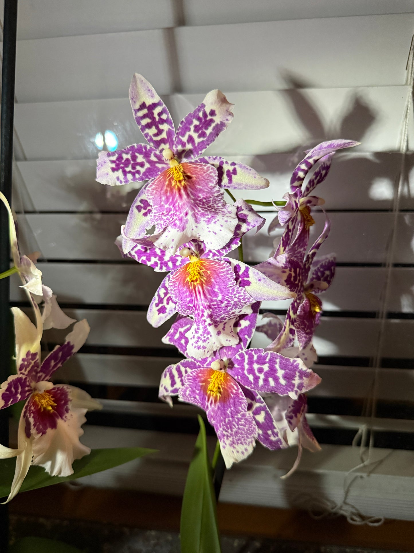 Bllra. Big Shot 'Pink Panther' orchid
