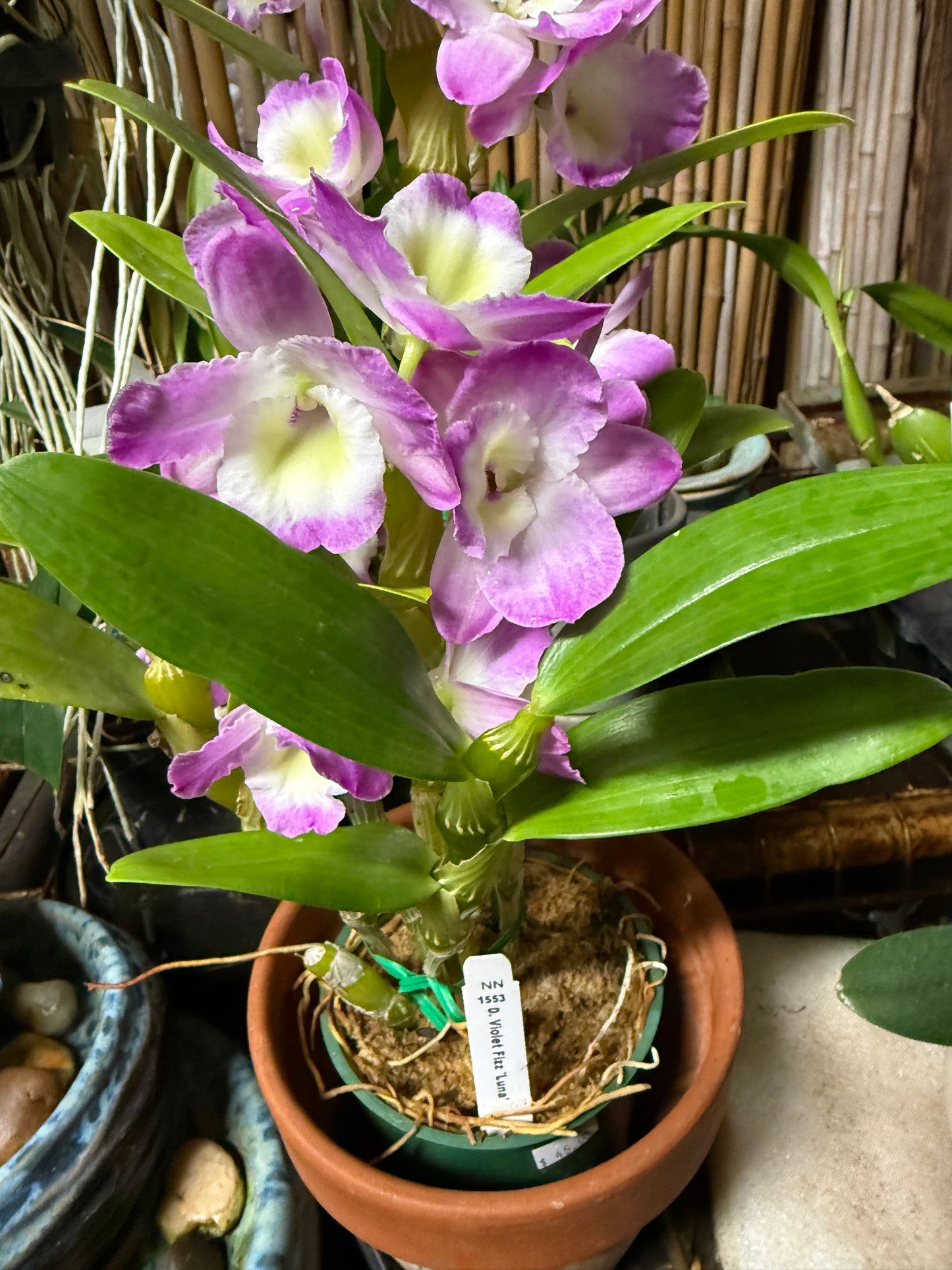 Dendrobium Violet Fizz 'Luna' orchid mild fragrance
