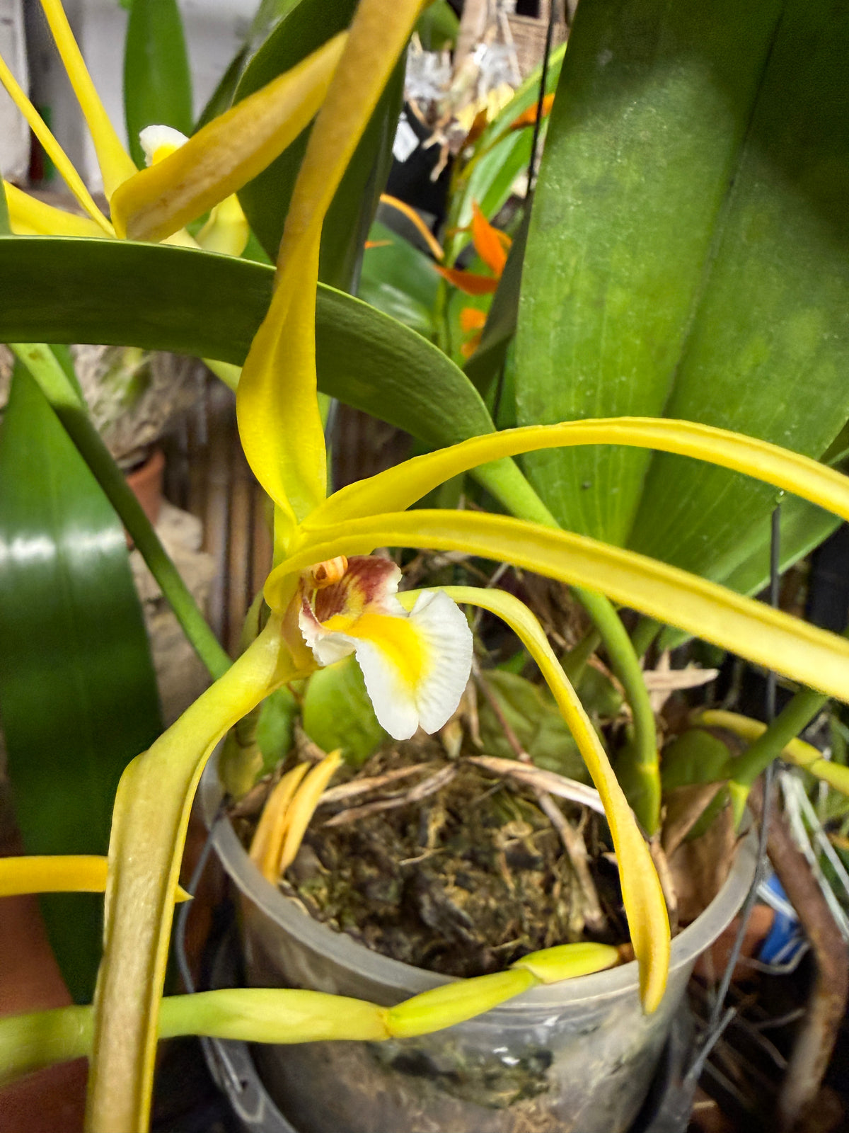 Maxillaria endresii species orchid