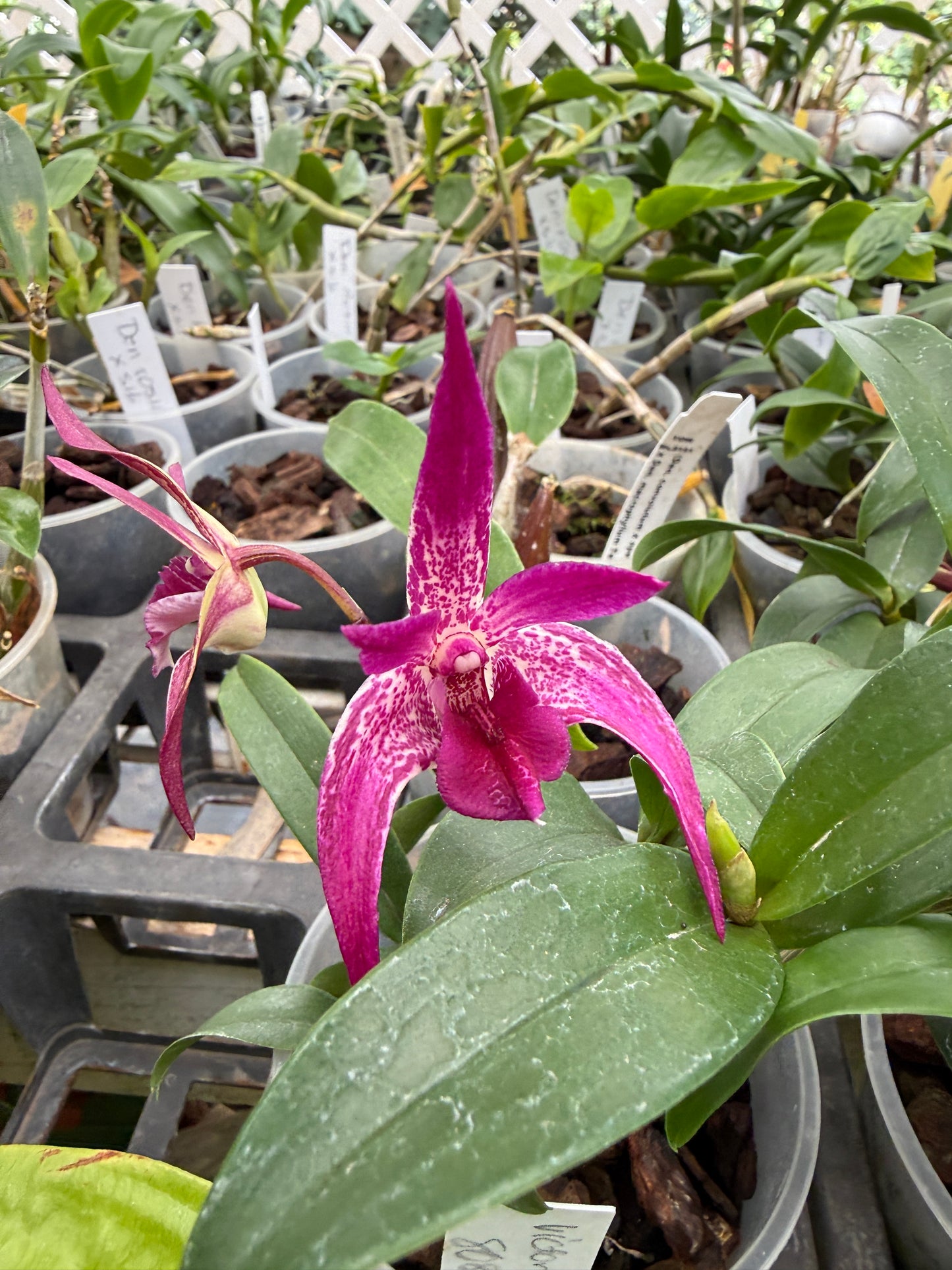 Den. Victorian Jazz orchid (multi spike)
