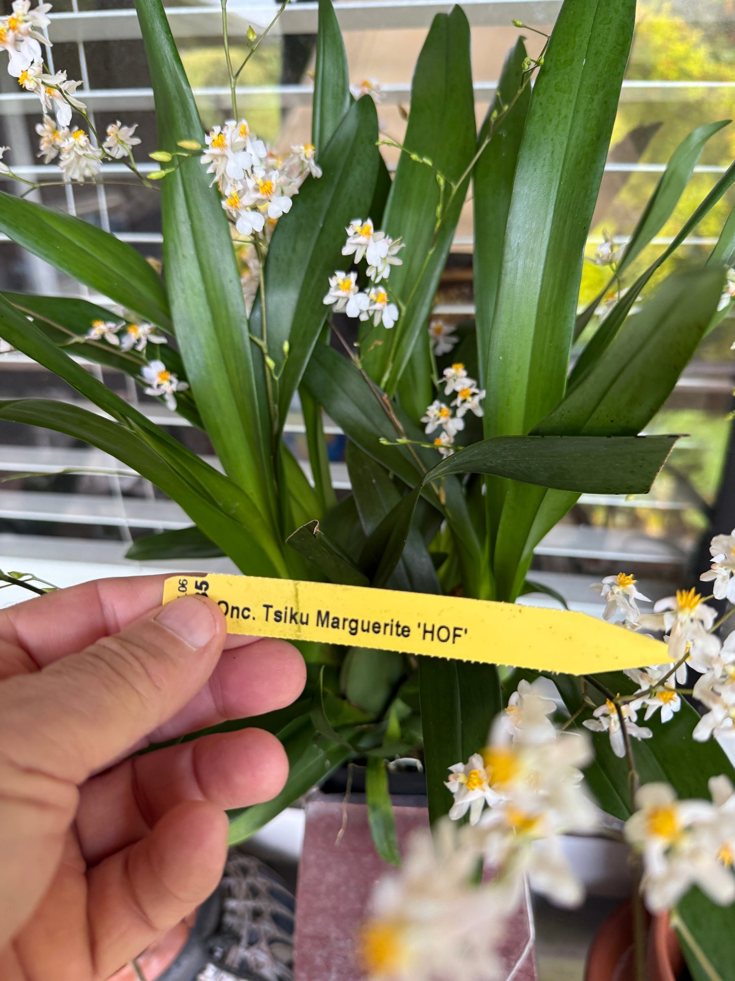 Onc. Tsiku Marguerite wonderfully fragrant 5-12 spikes!