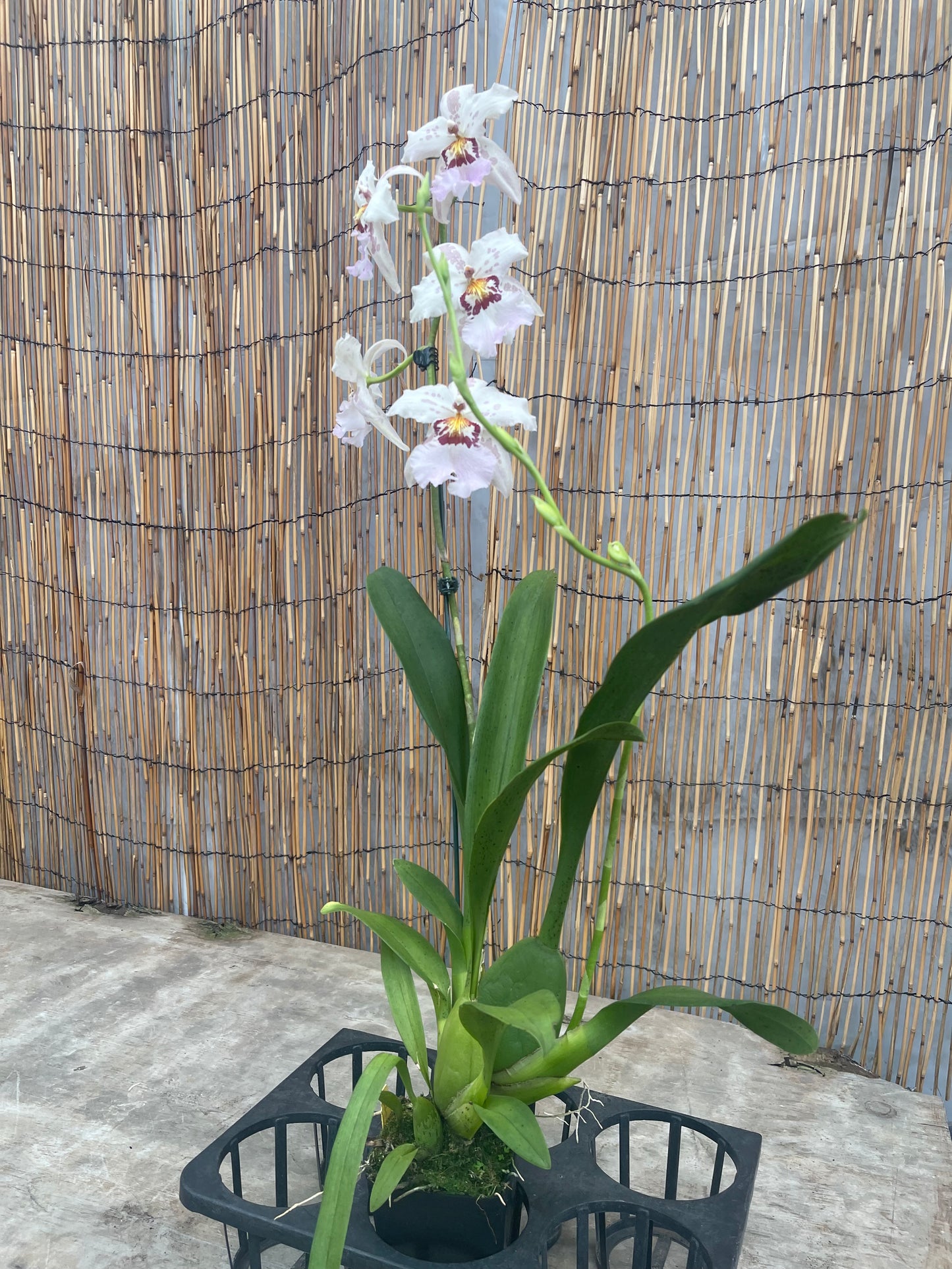 Bllra. Hawaiian Nights orchid