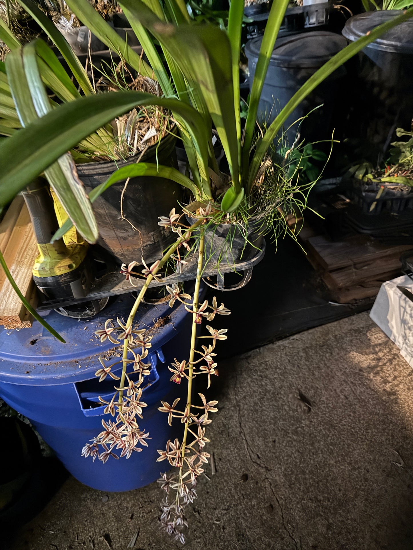 Cym. Aloifolium species (rare)